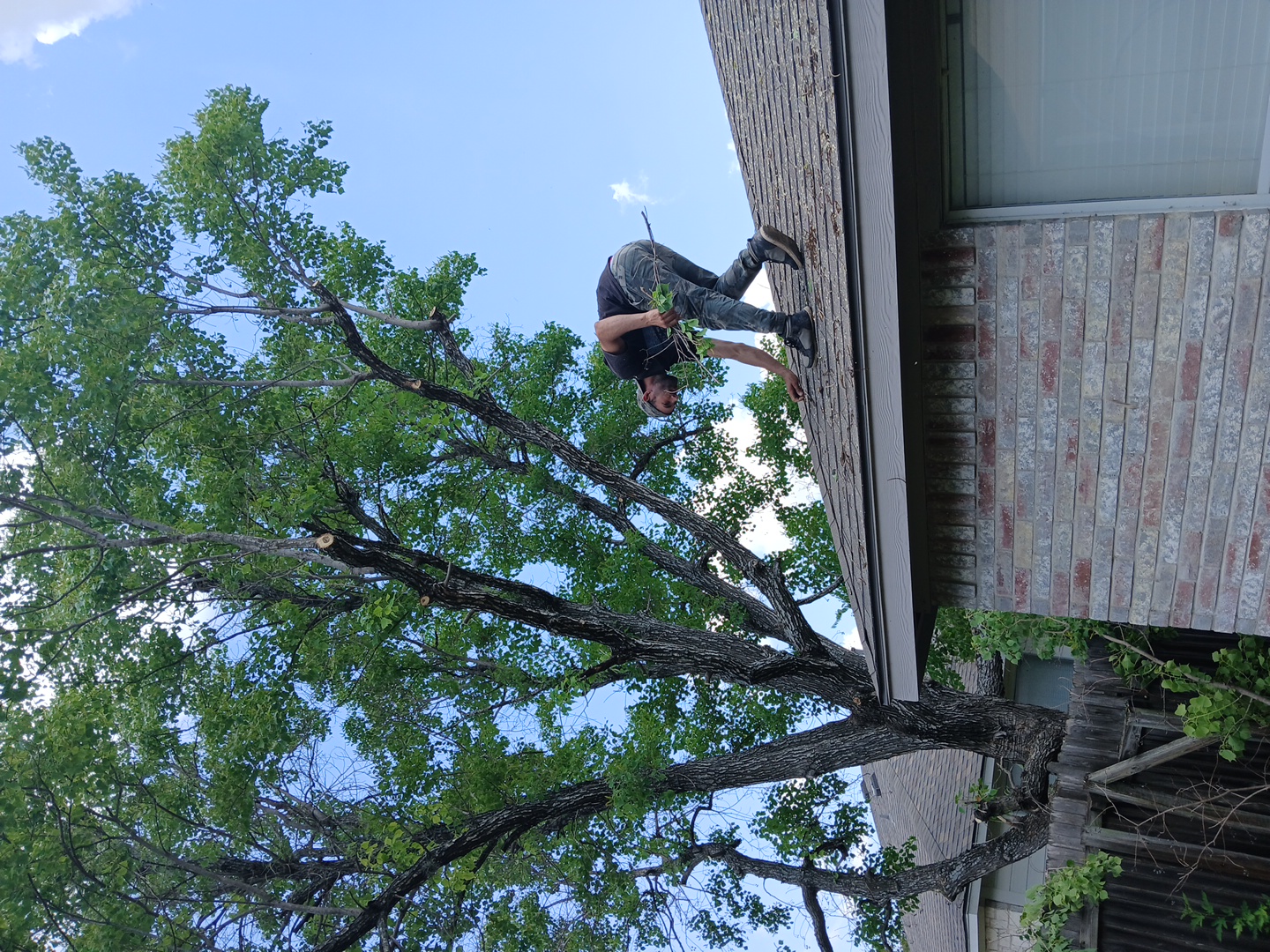 Image of trabajo in elgin