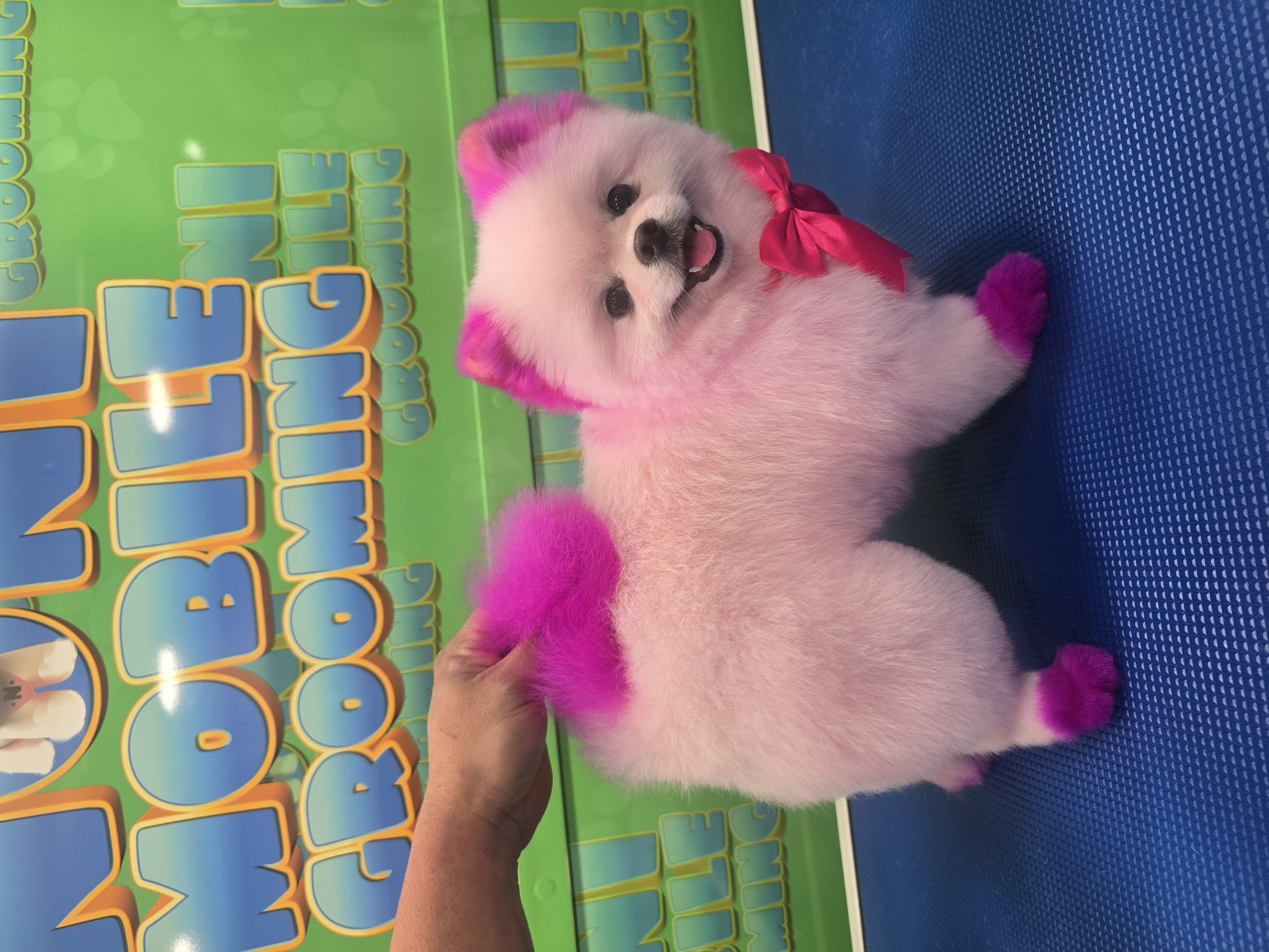 Image of Servicio grooming a domicilio in miami