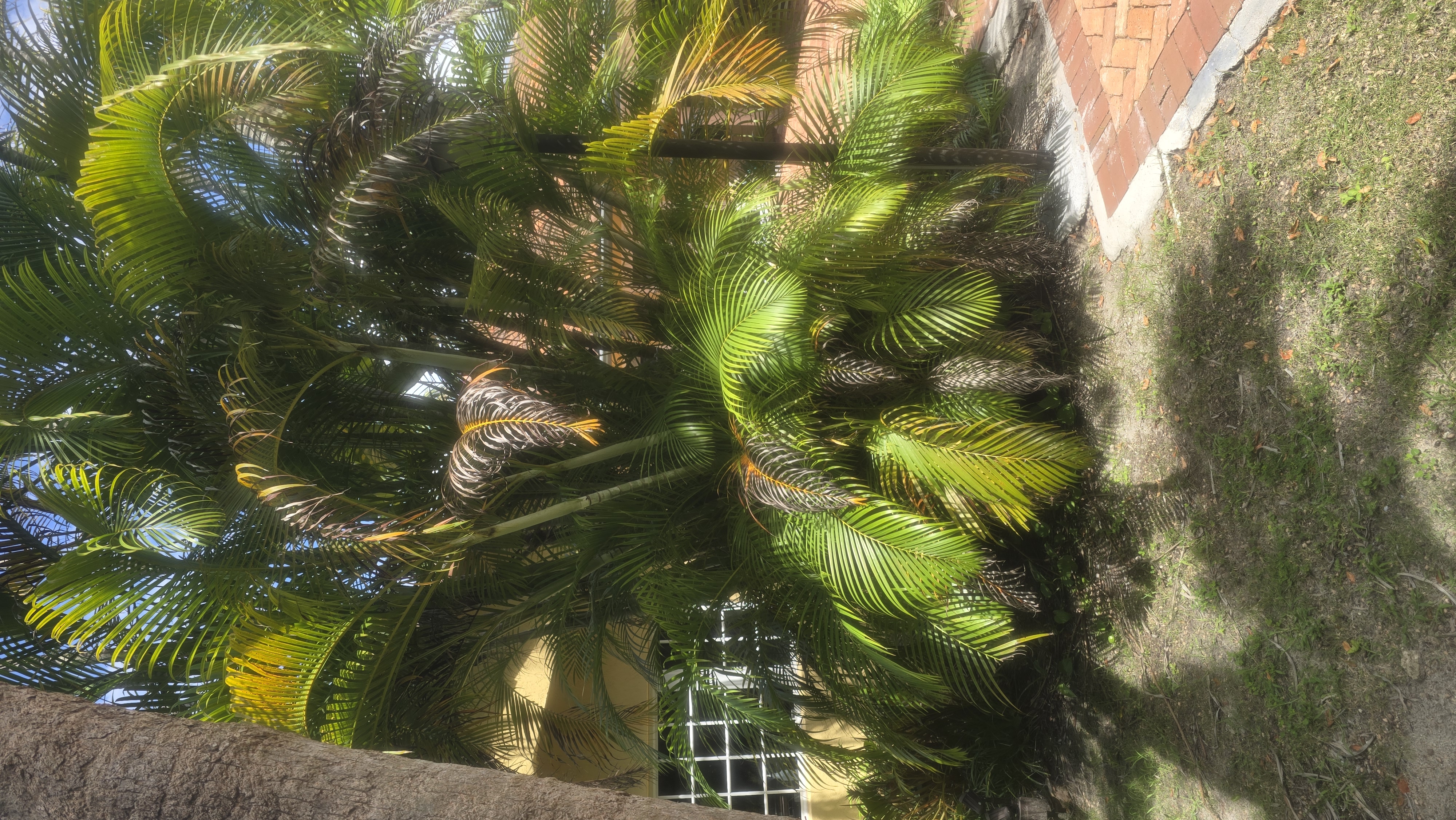 Image of se brinda servisio de limpieza de patio  in miami