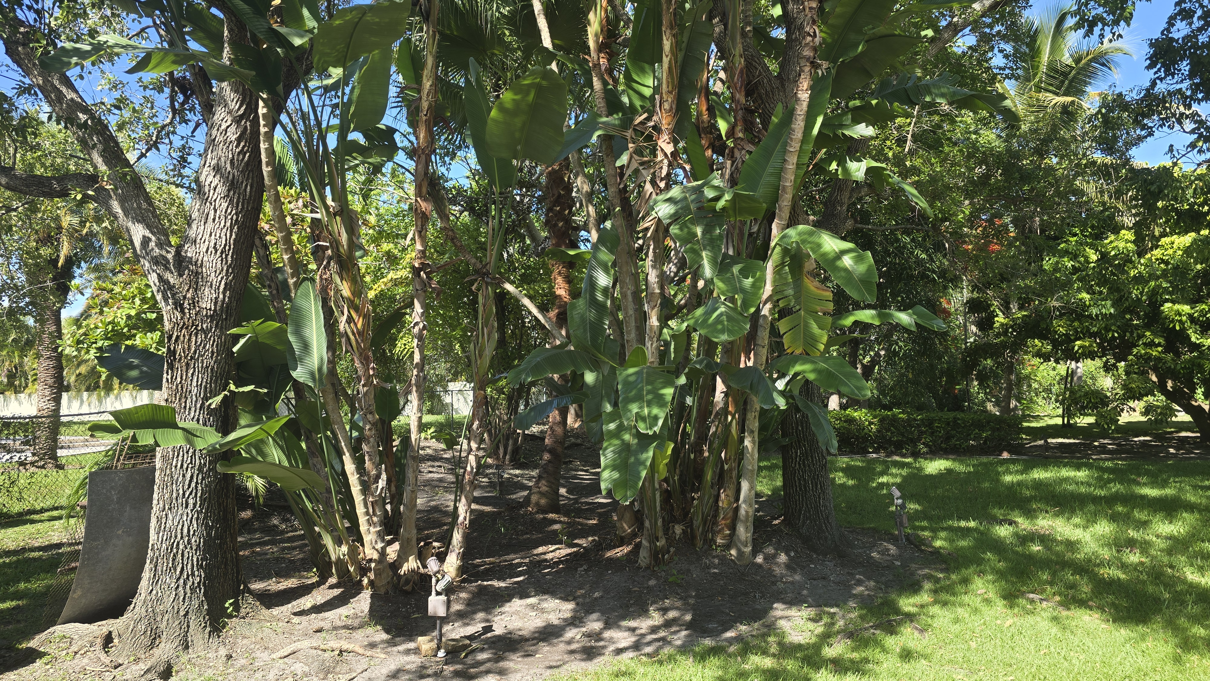Image of se brinda servisio de limpieza de patio  in miami