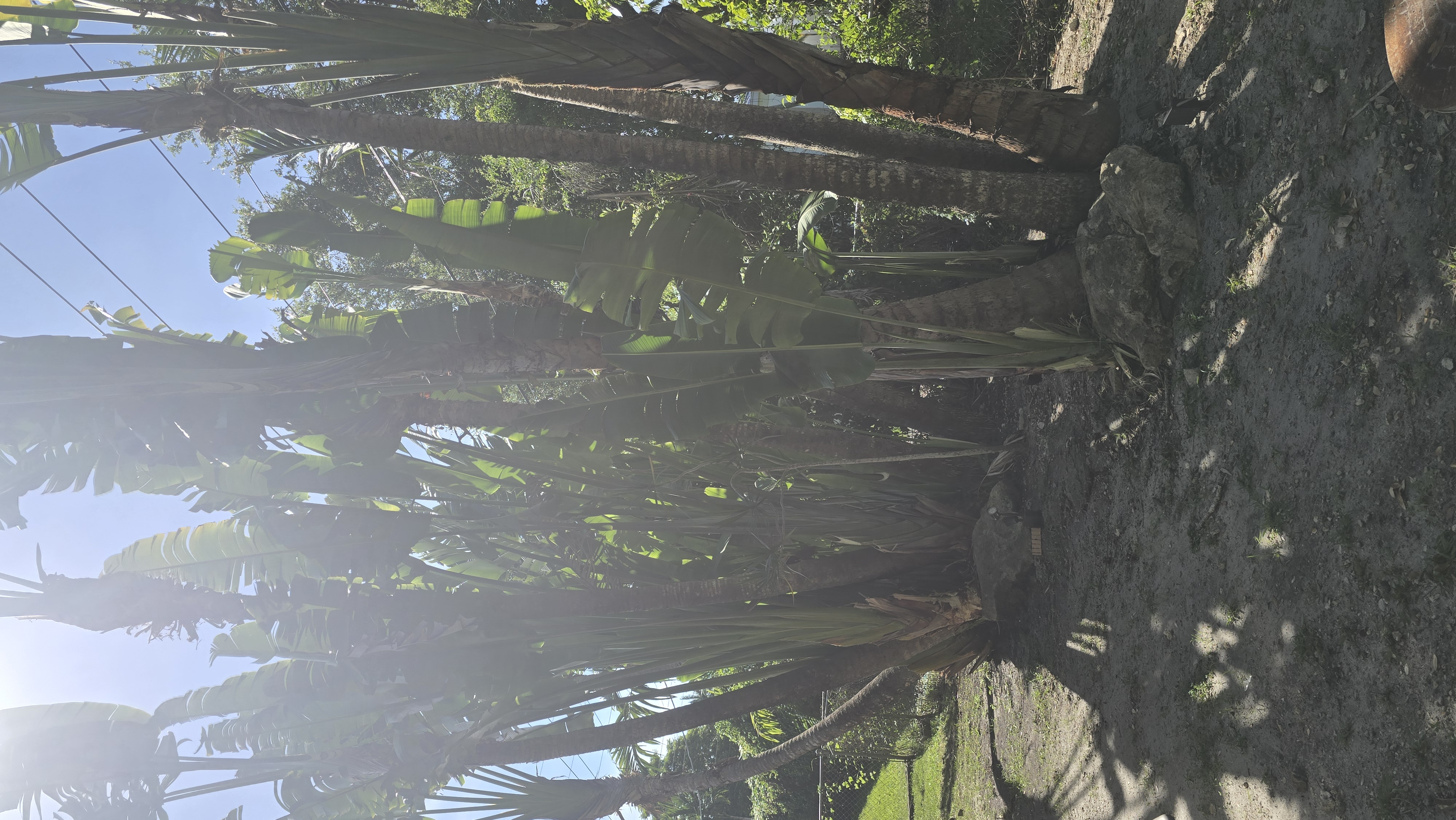 Image of se brinda servisio de limpieza de patio  in miami
