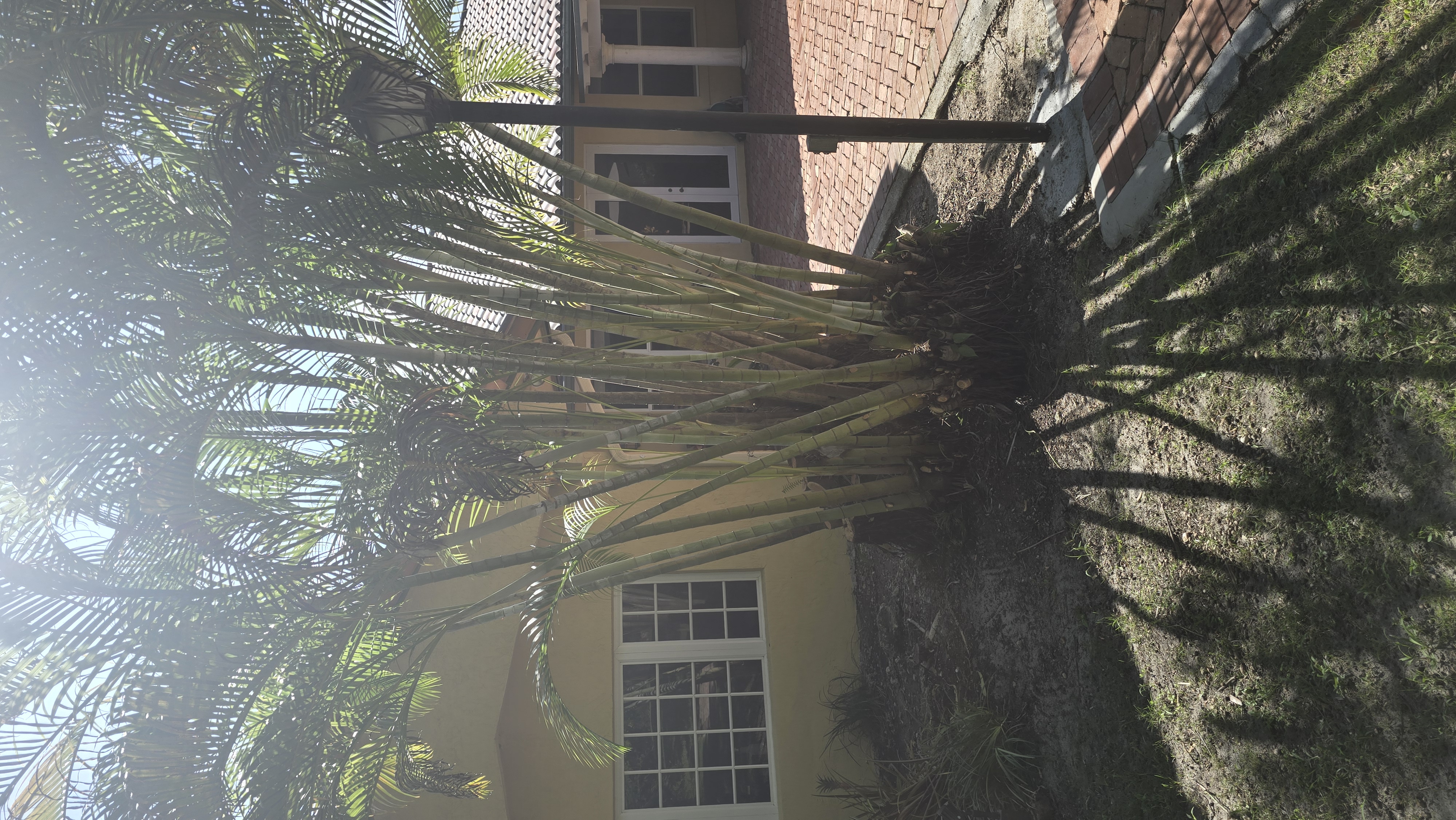 Image of se brinda servisio de limpieza de patio  in miami
