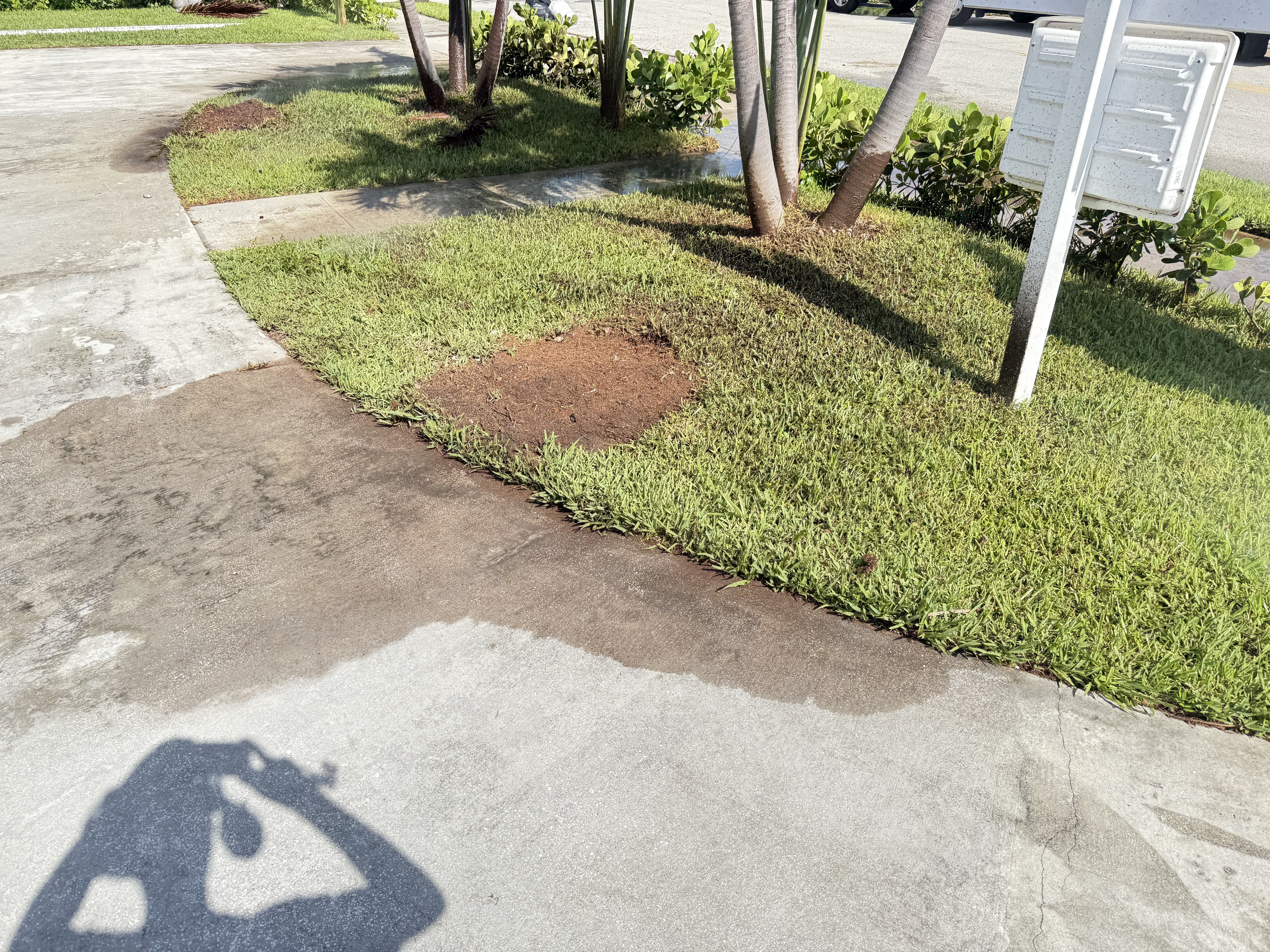 Image of Aguilar's tree in west Palm Beach 