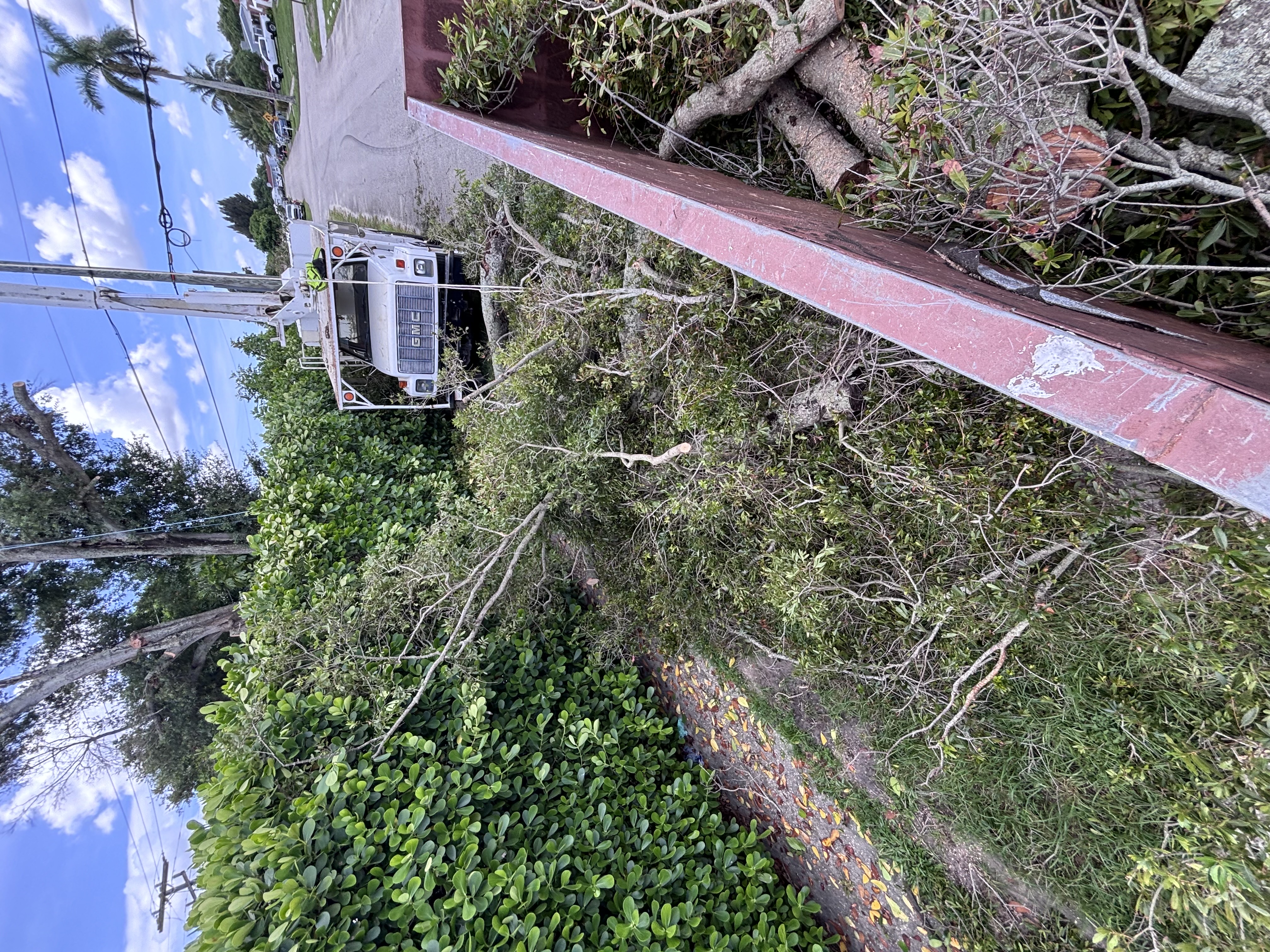 Image of Aguilars tree in west Palm Beach 