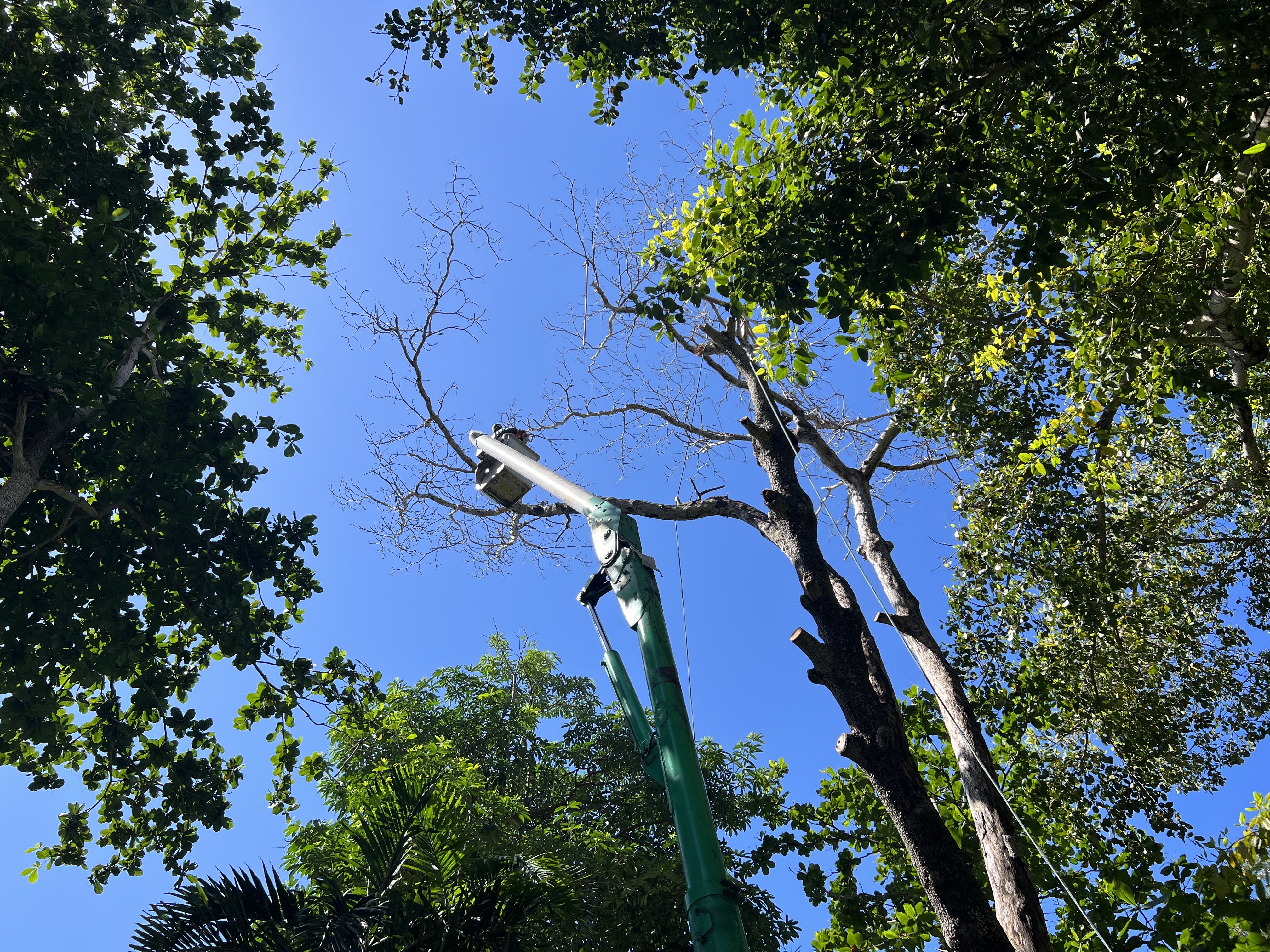 Image of Tree Service Bobcat Service in Homestead