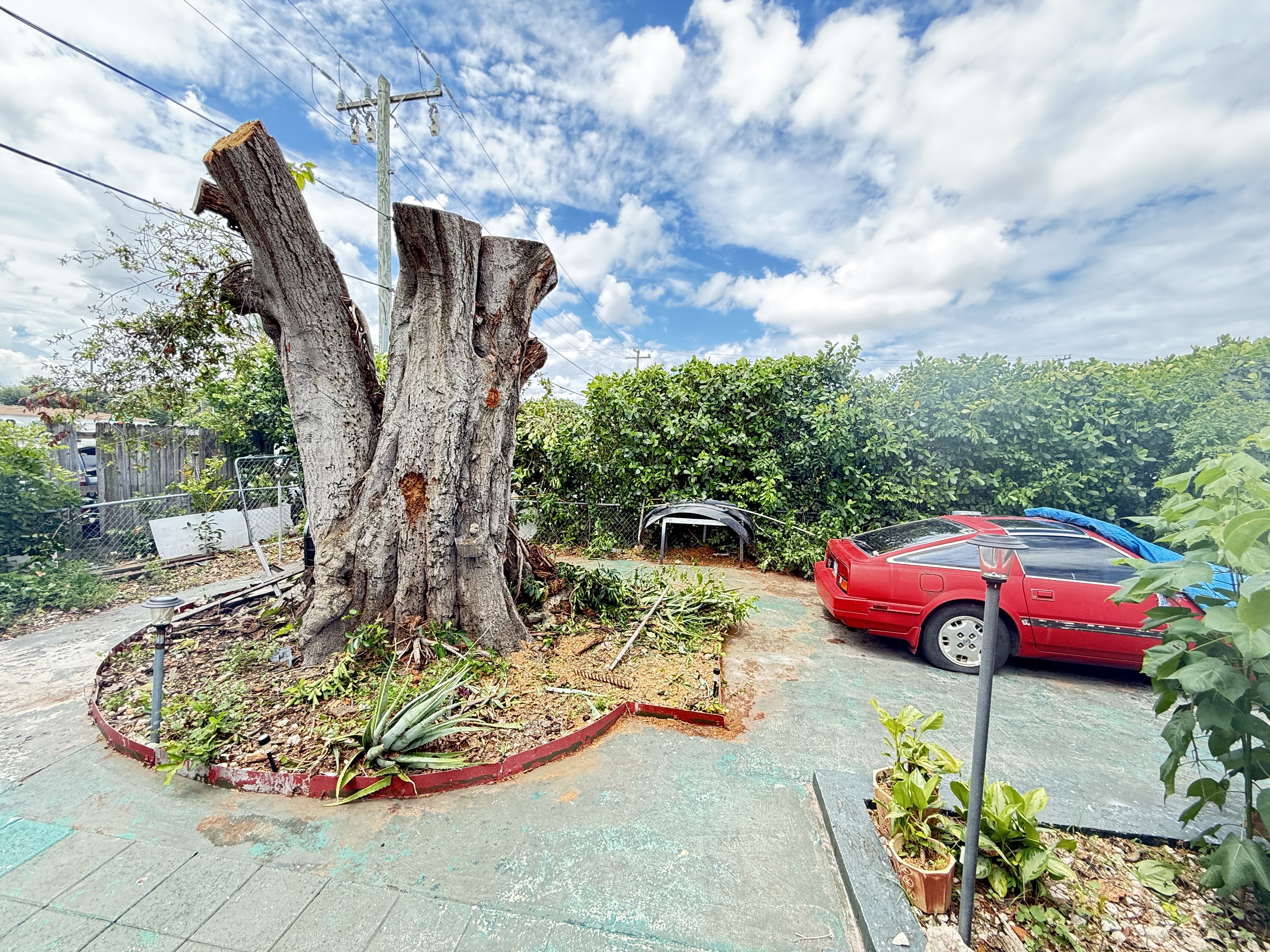 Image of Aguilars tree in west Palm Beach 