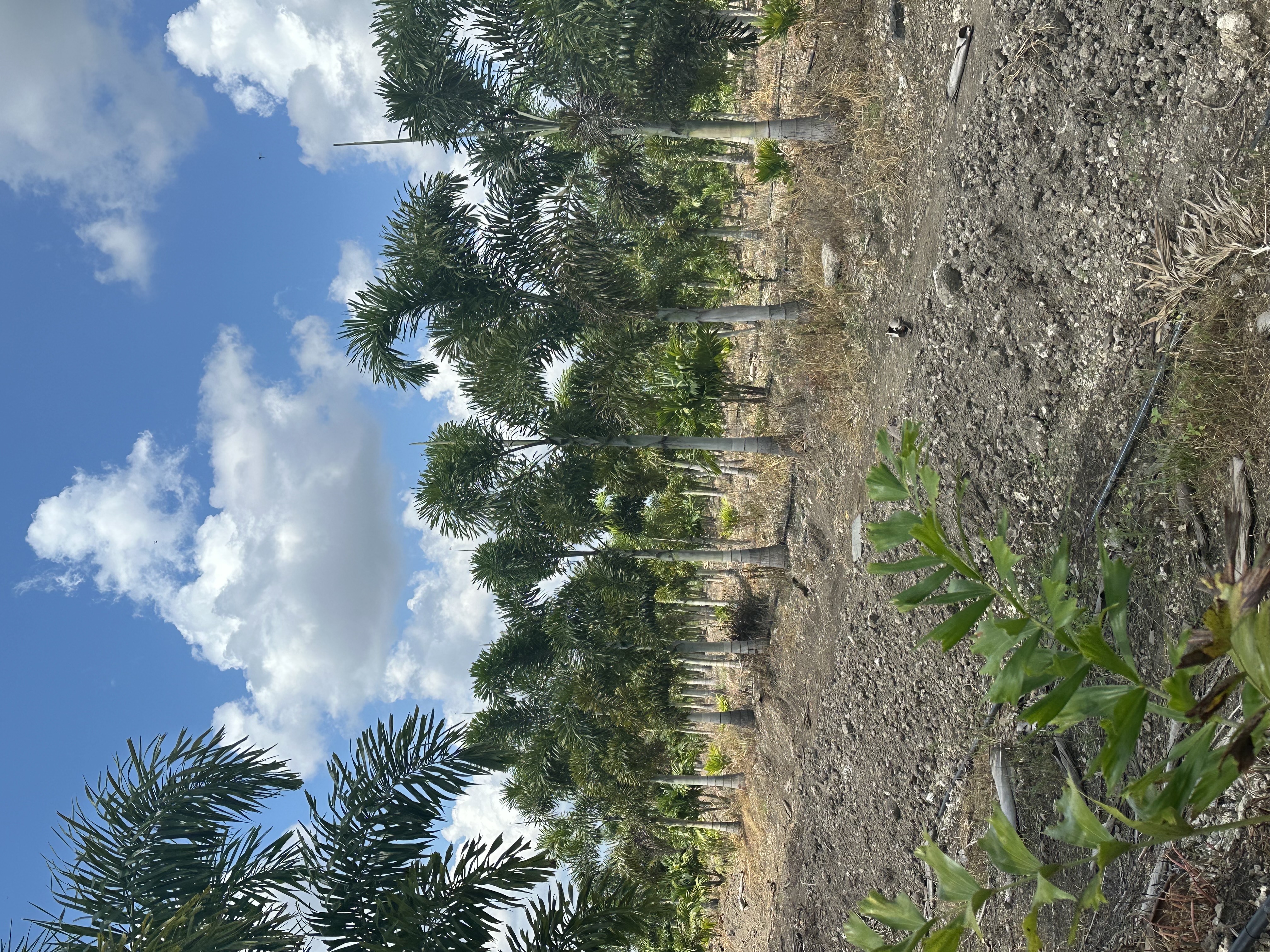 Image of Palm Trees For Sale Instalación y Delivery  in Homestead 