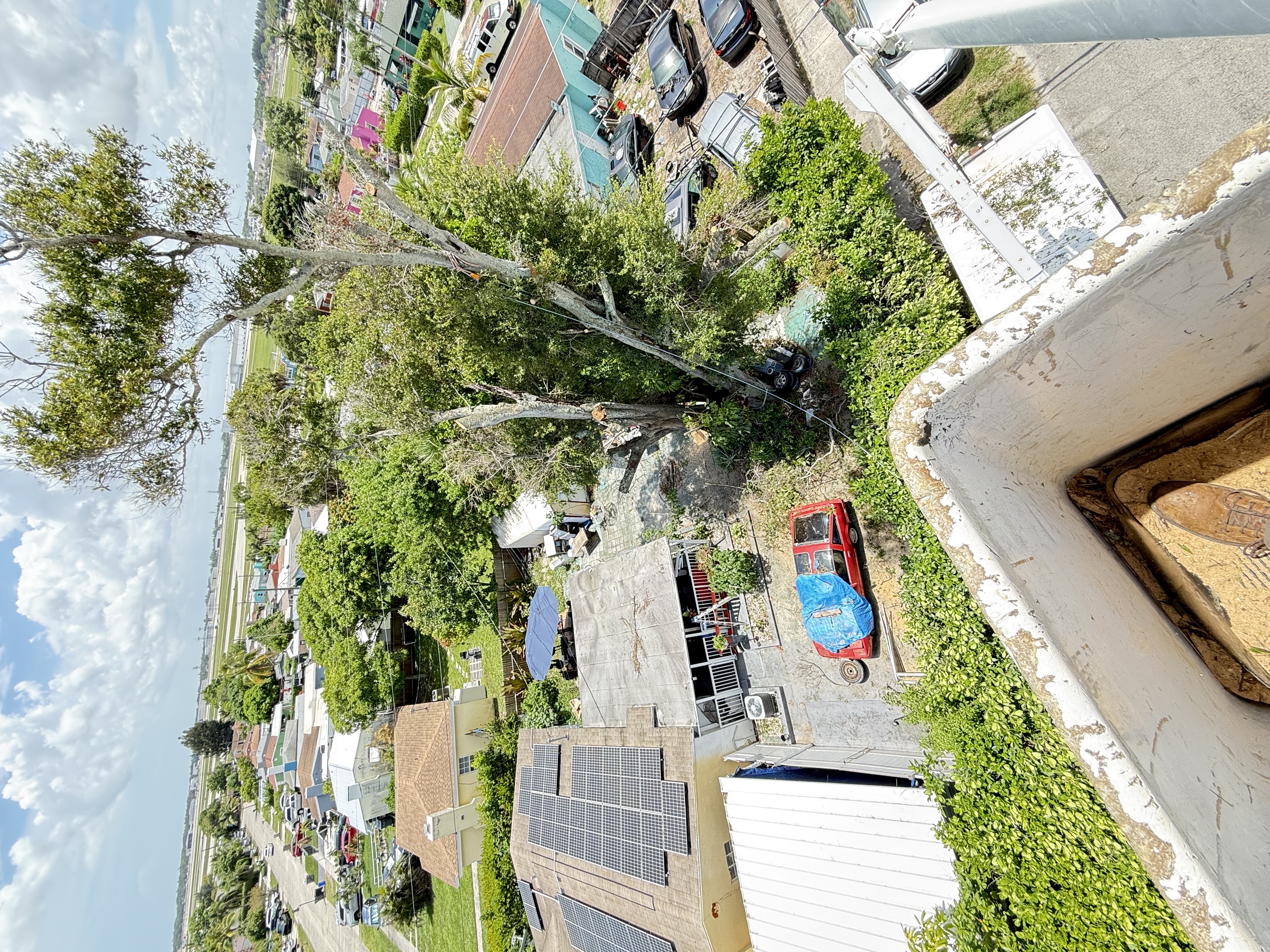 Image of Aguilars tree in west Palm Beach 