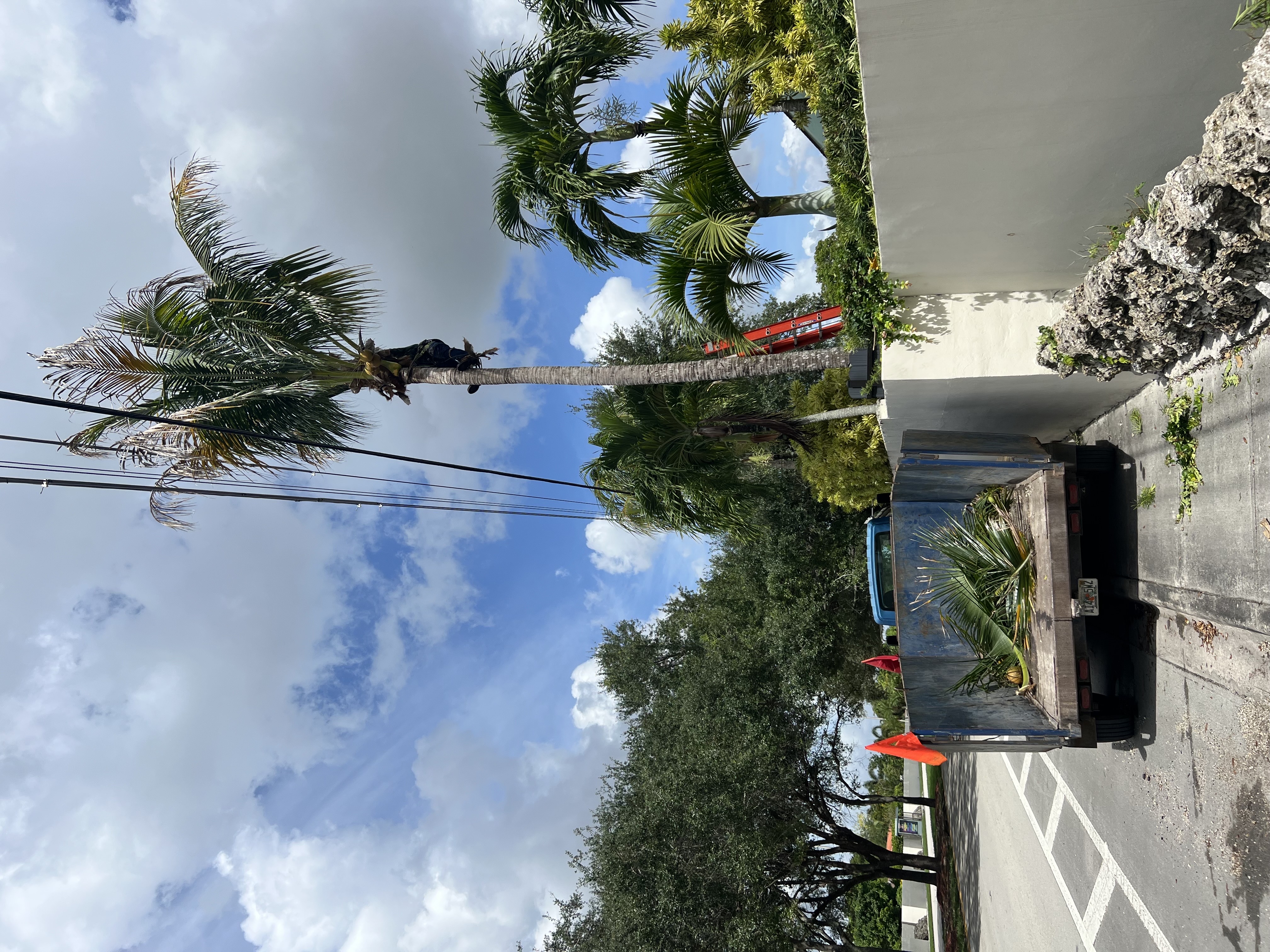 Image of Tree Service Bobcat Service in Homestead