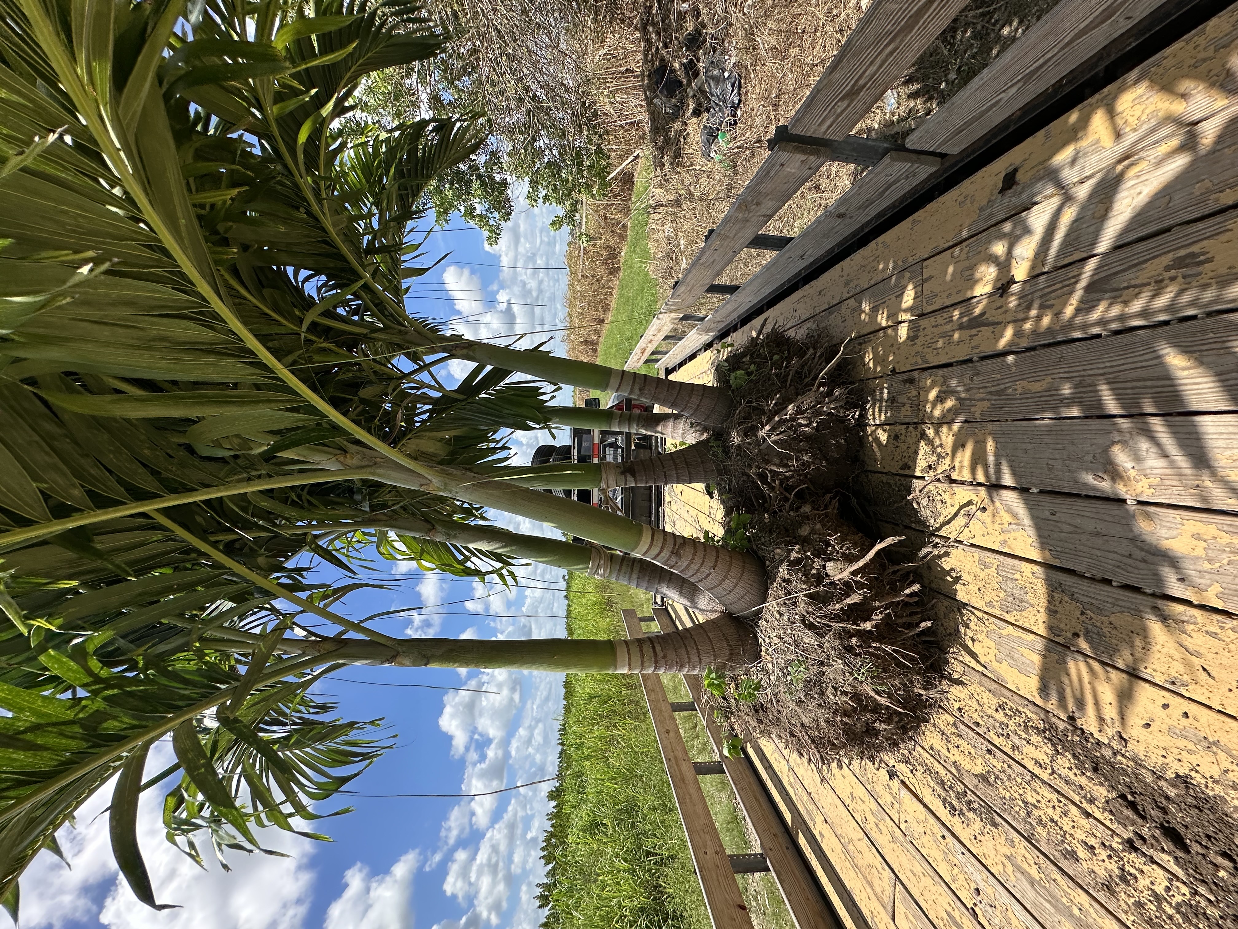 Image of Palm Trees For Sale Instalación y Delivery in Homestead
