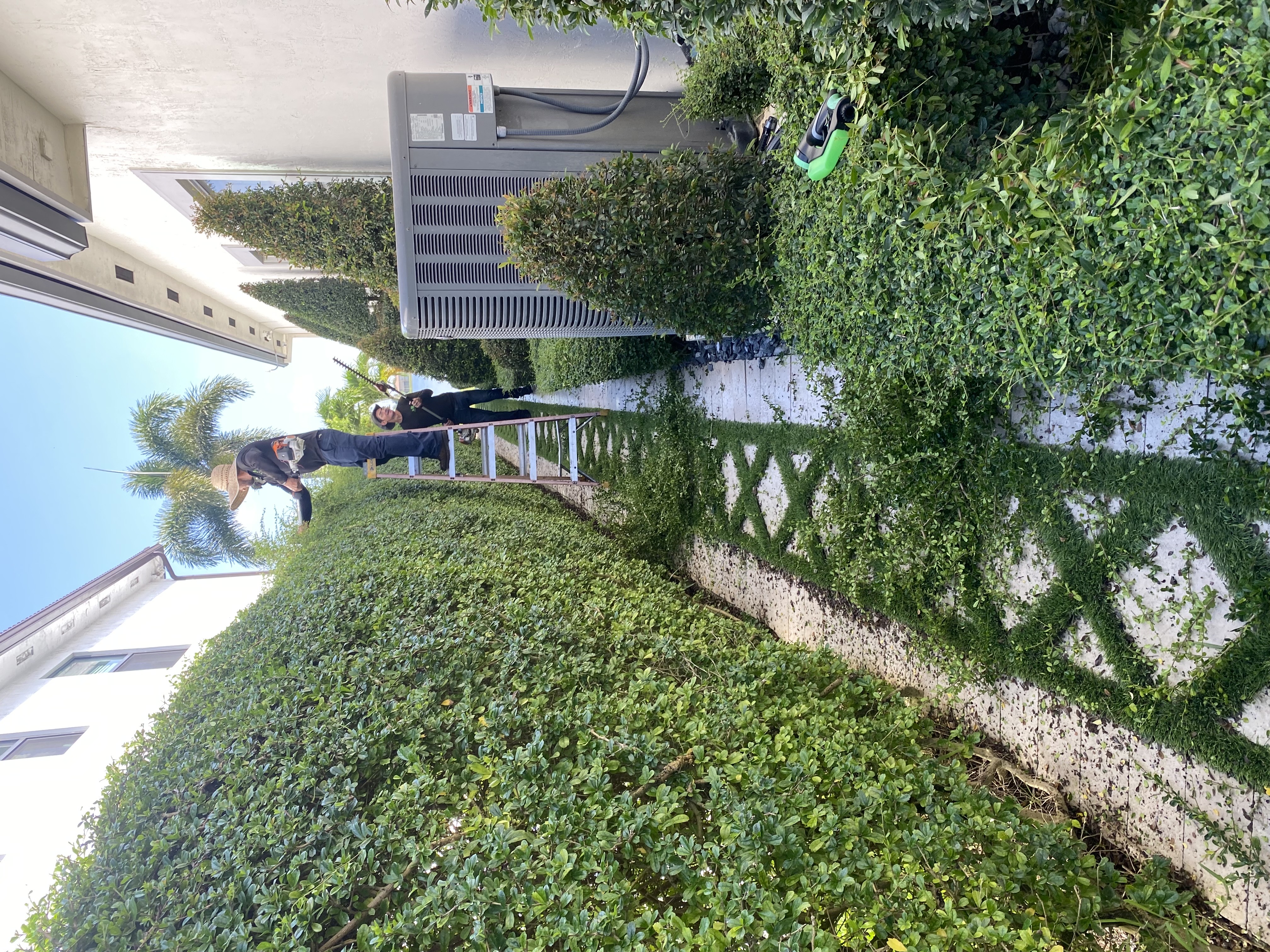 Image of trimming in Miami