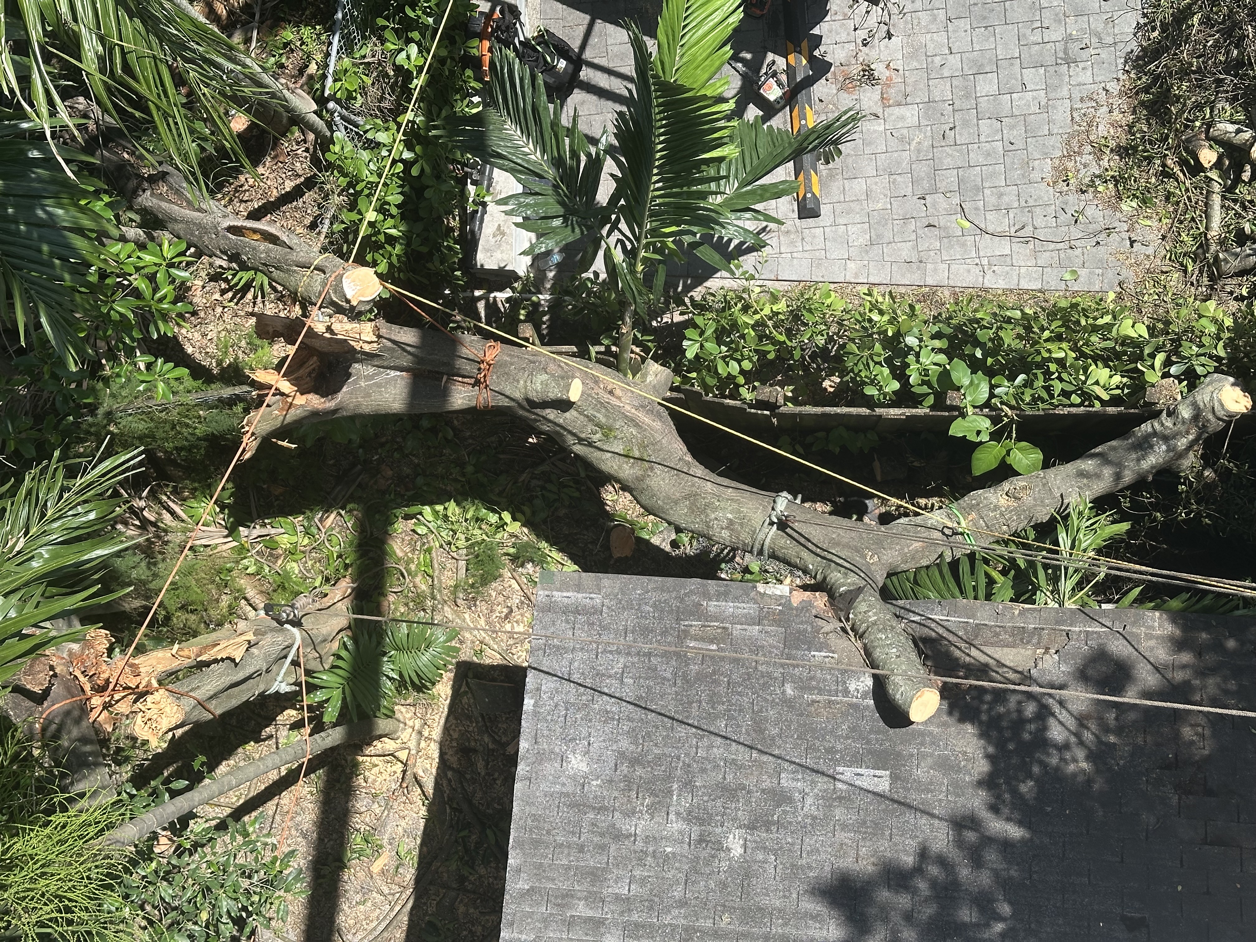 Image of TREE SERVICE 🌳 in Miami