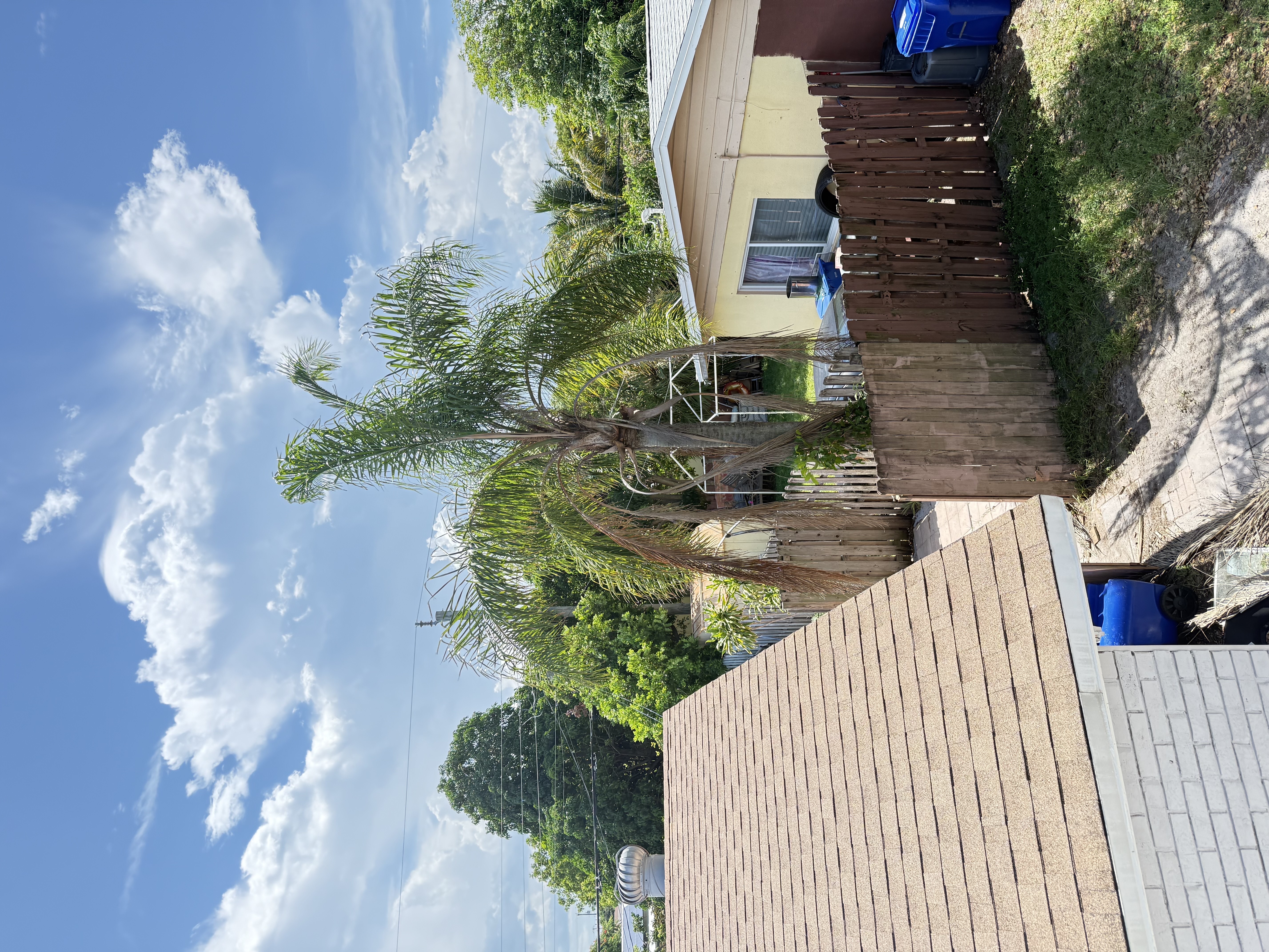 Image of Aguilars tree in west Palm Beach 