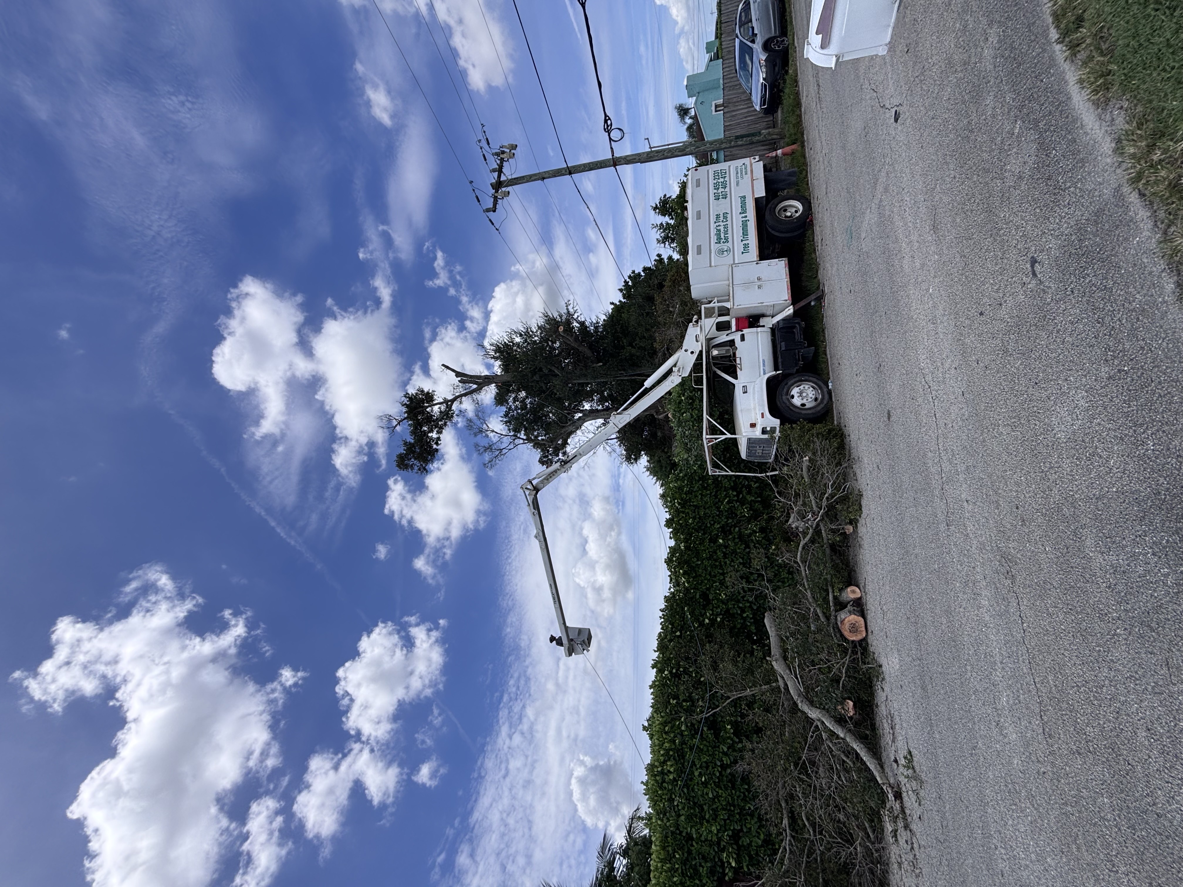Image of Aguilars tree in west Palm Beach 