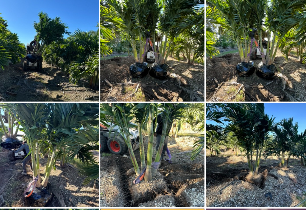 Image of Palm Trees For Sale Instalación y Delivery  in Homestead 