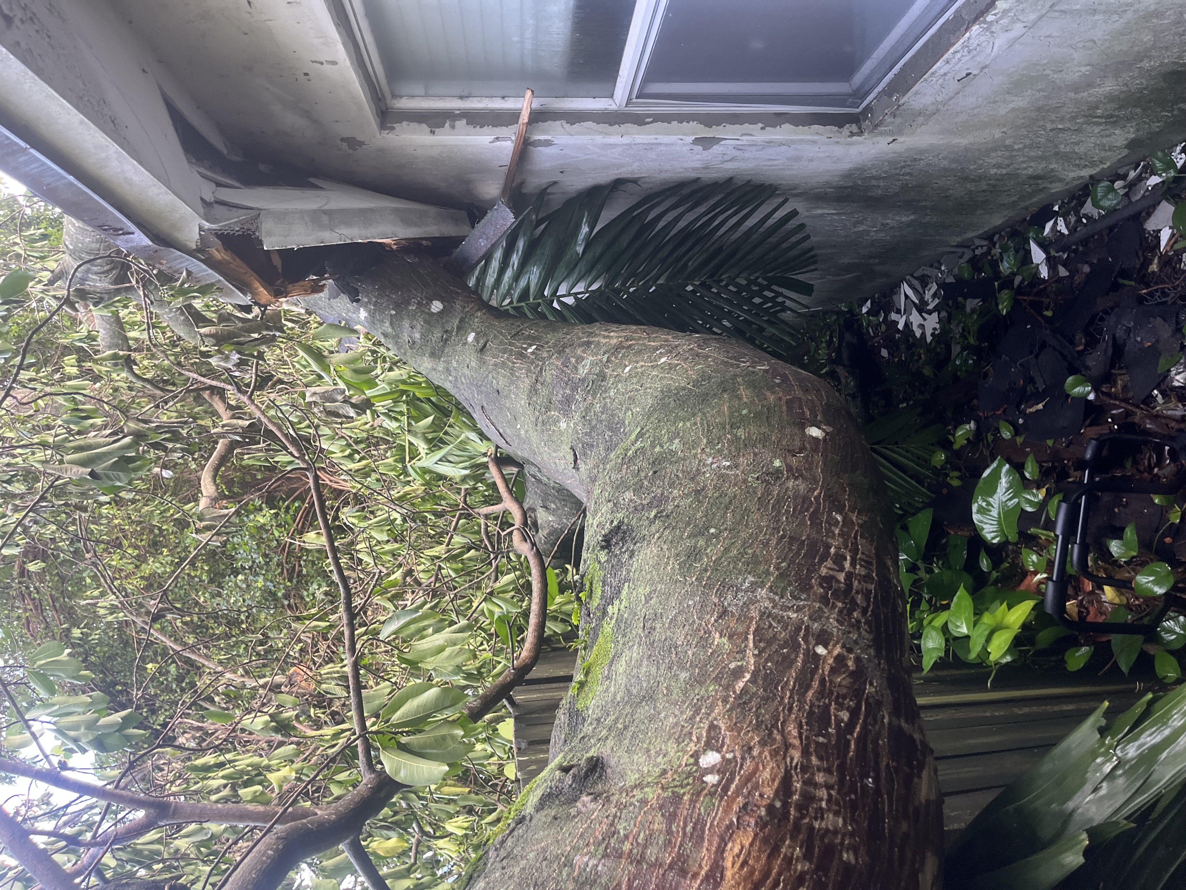 Image of TREE SERVICE 🌳 in Miami