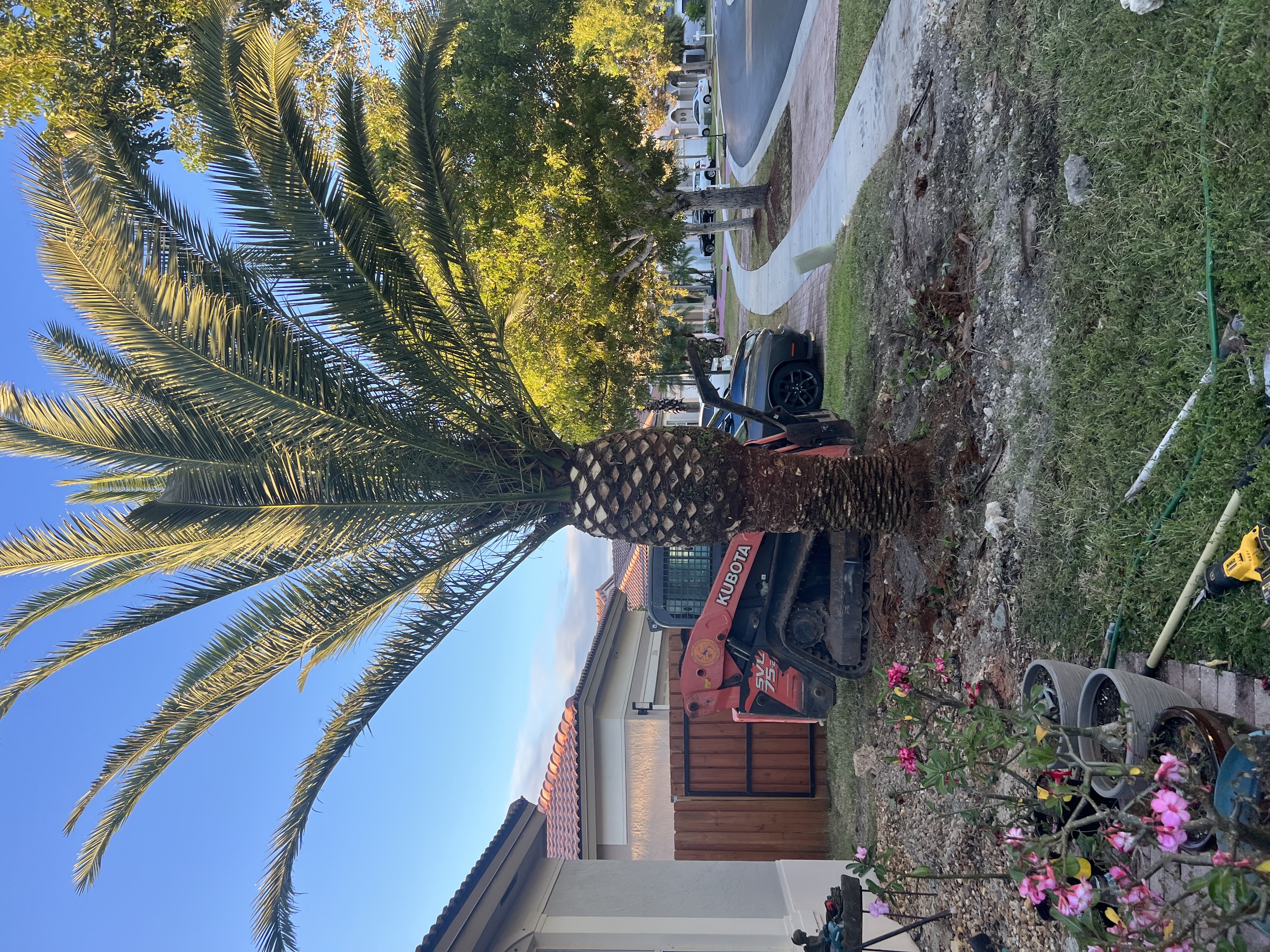 Image of Tree Service Bobcat Service in Homestead