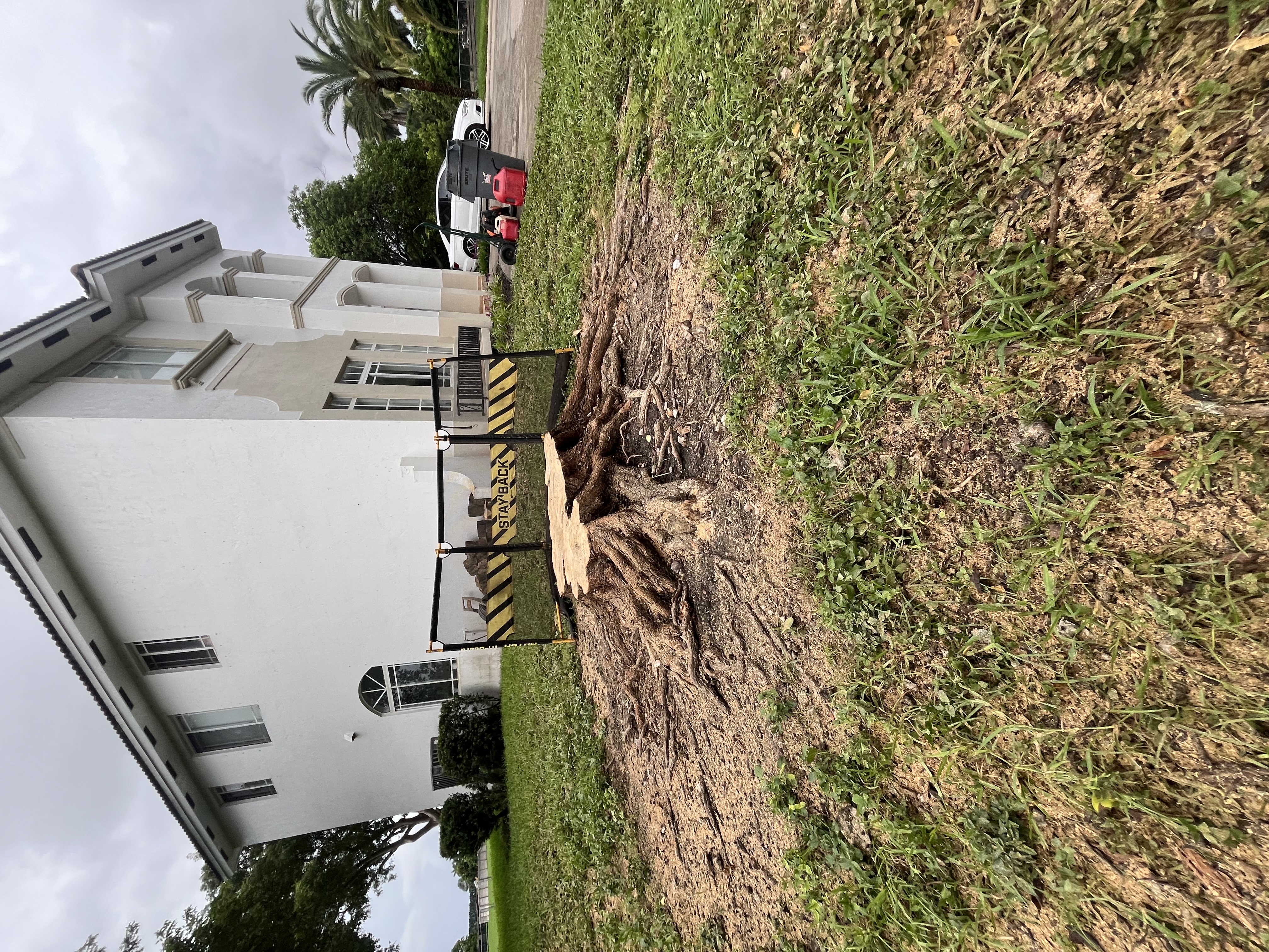Image of TREE SERVICE 🌳 in Miami