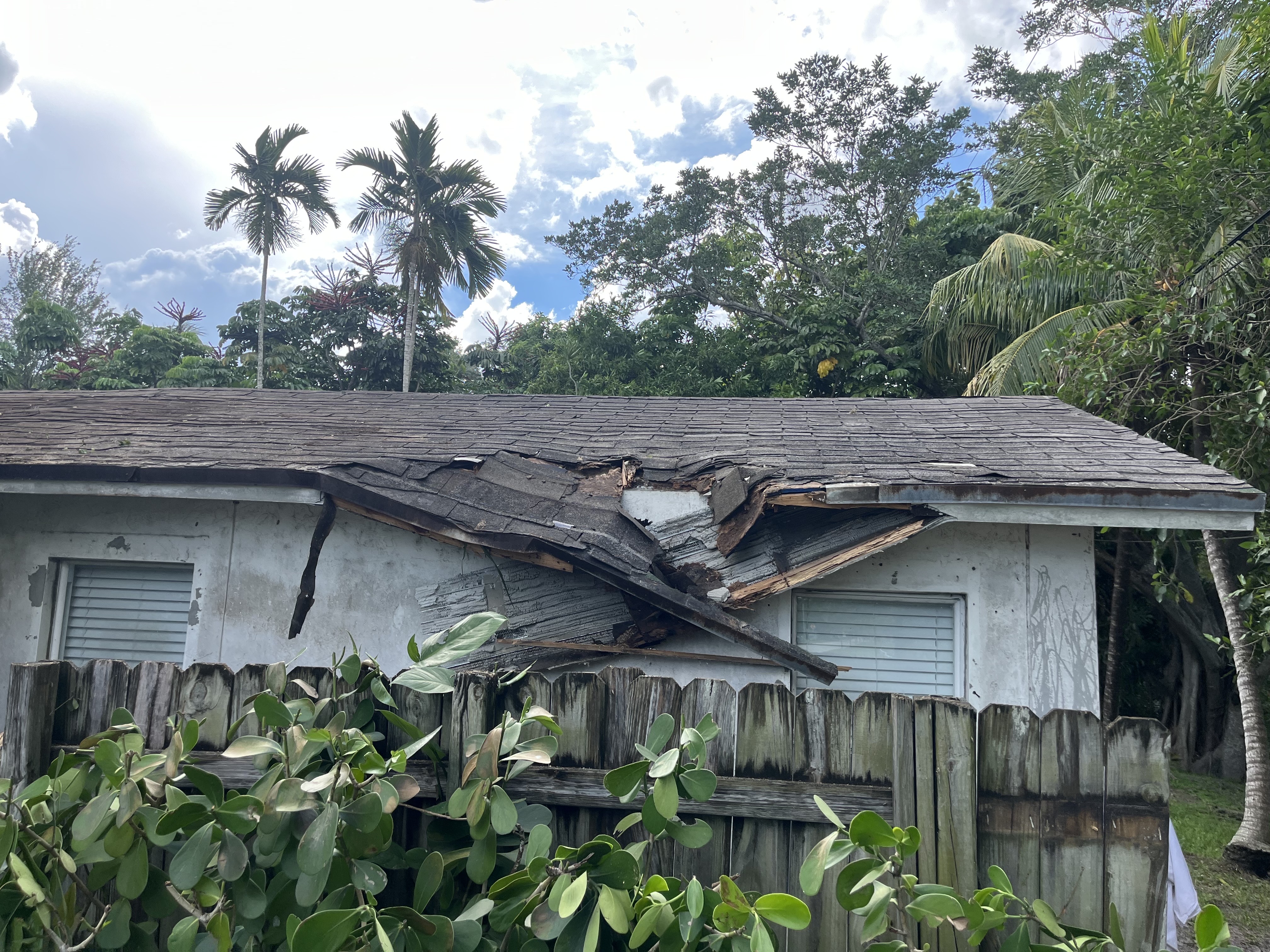 Image of TREE SERVICE 🌳 in Miami
