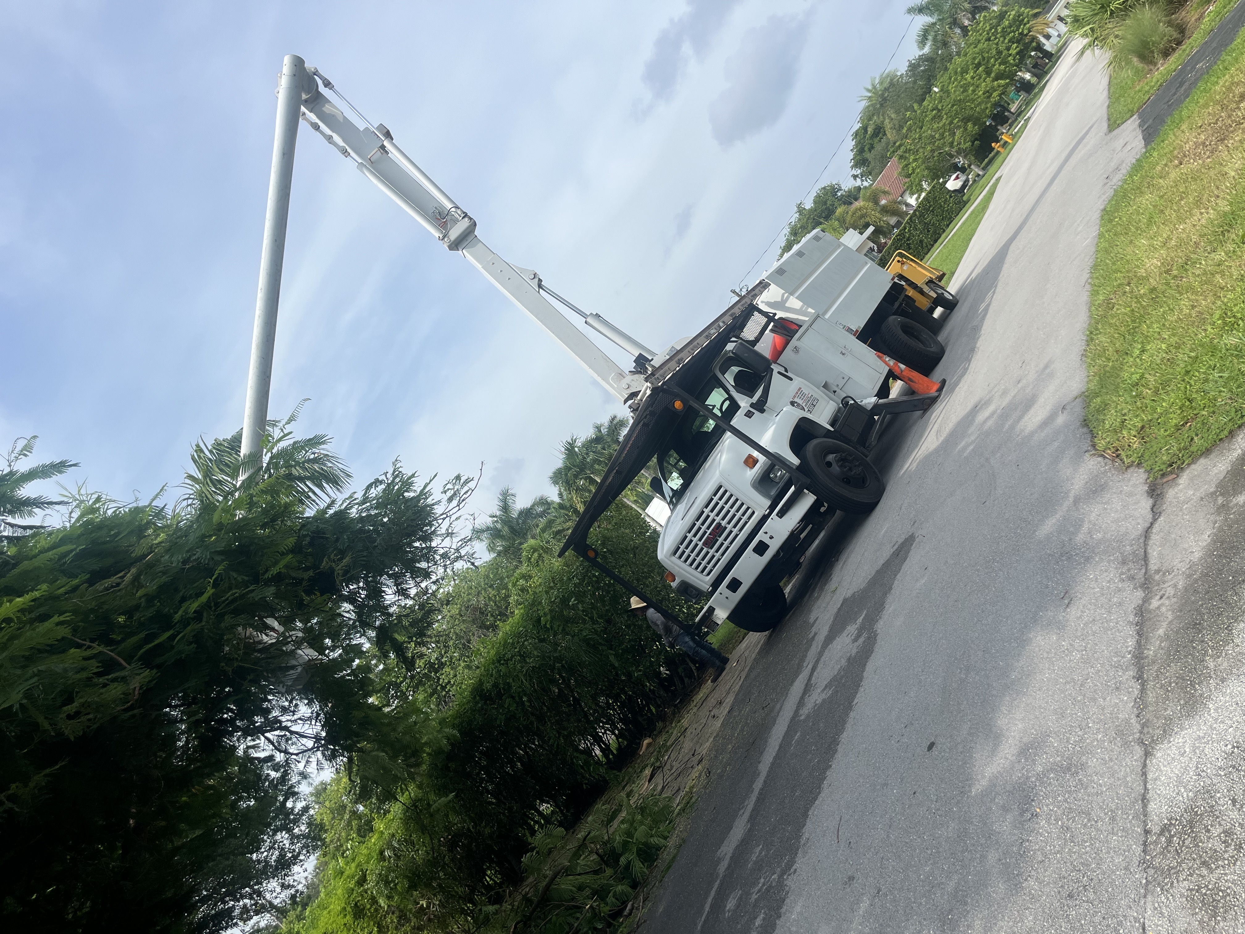 Image of TREE SERVICE 🌳 in Miami