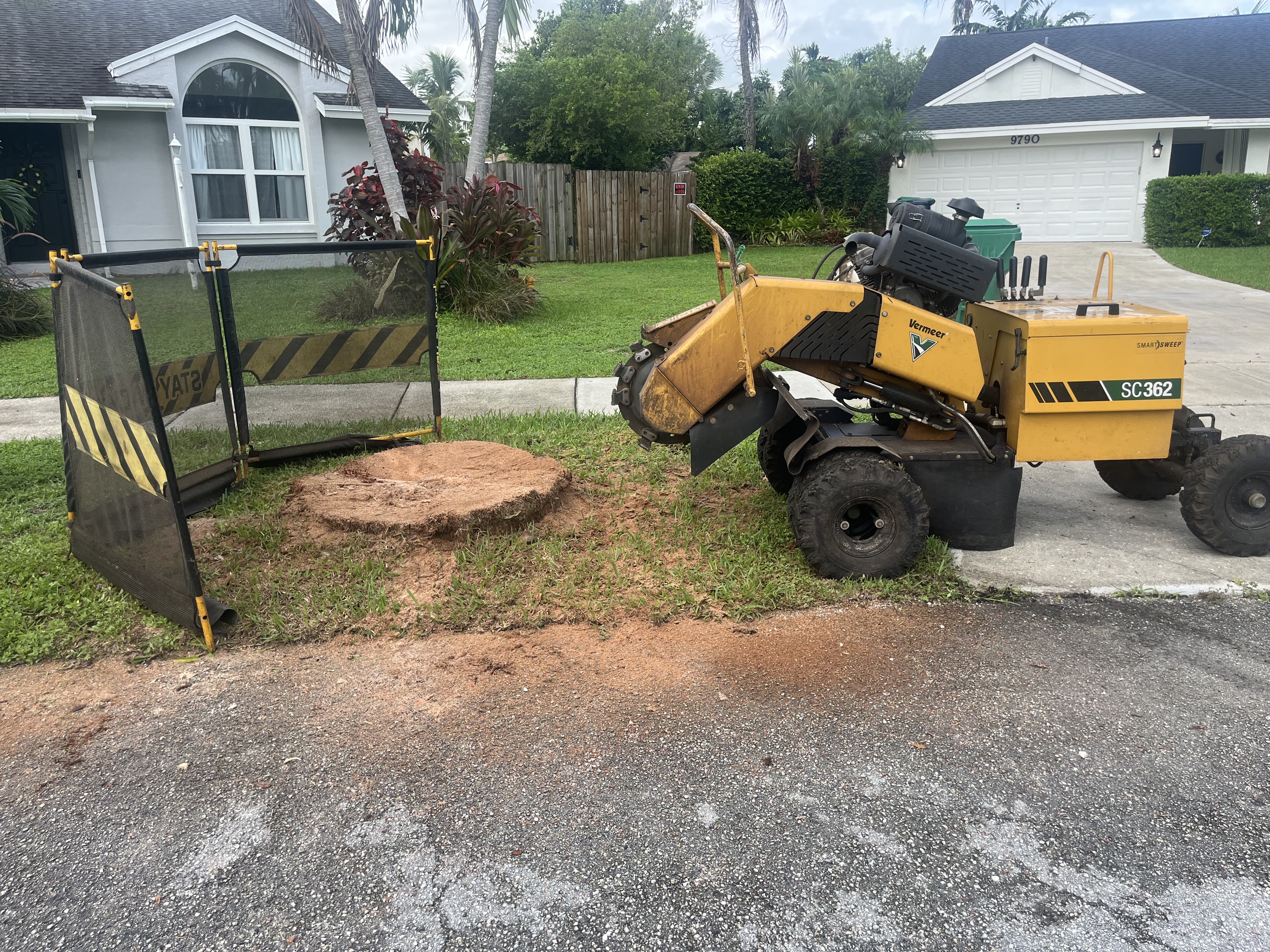 Image of TREE SERVICE 🌳 in Miami