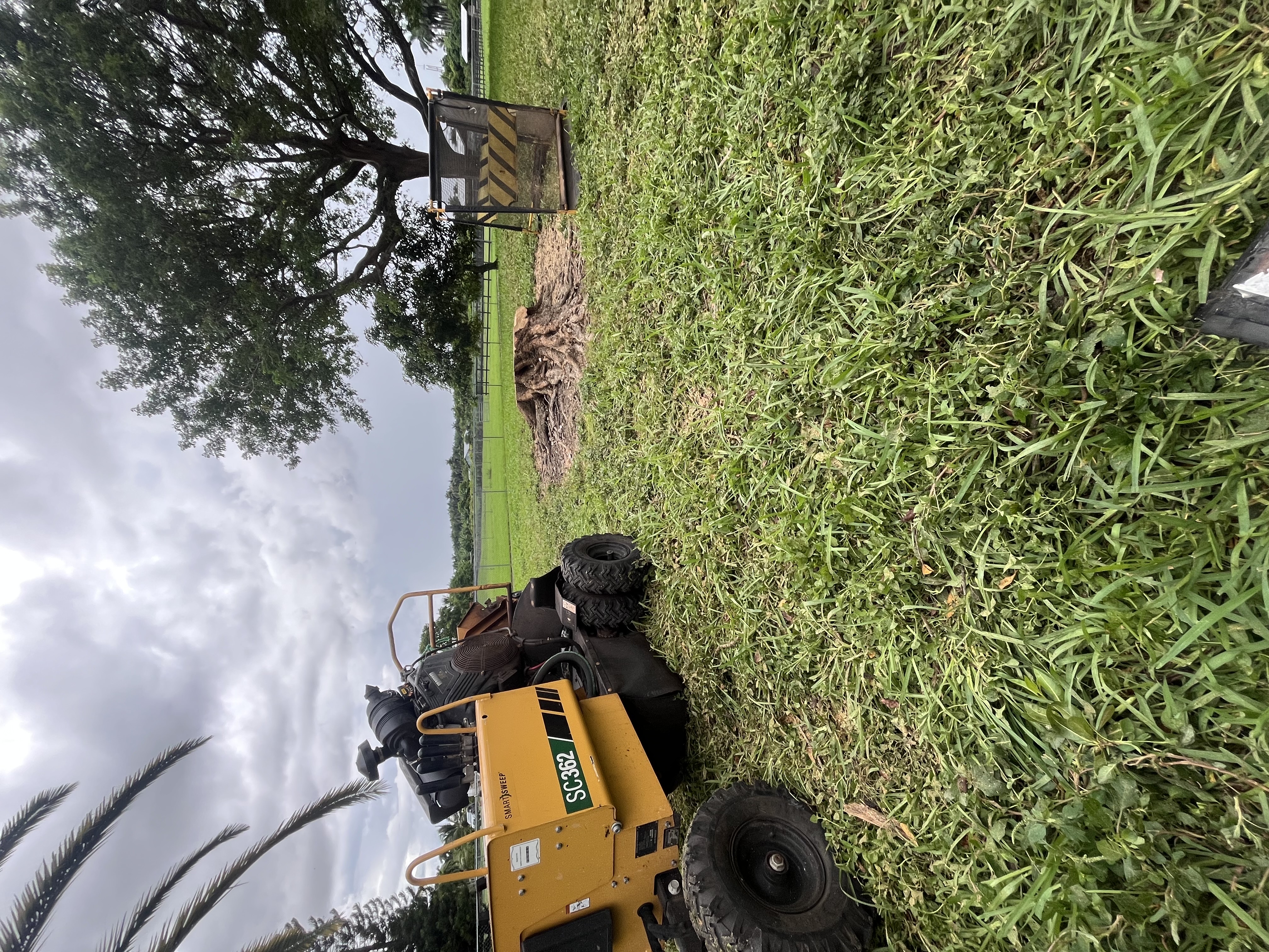 Image of TREE SERVICE 🌳 in Miami