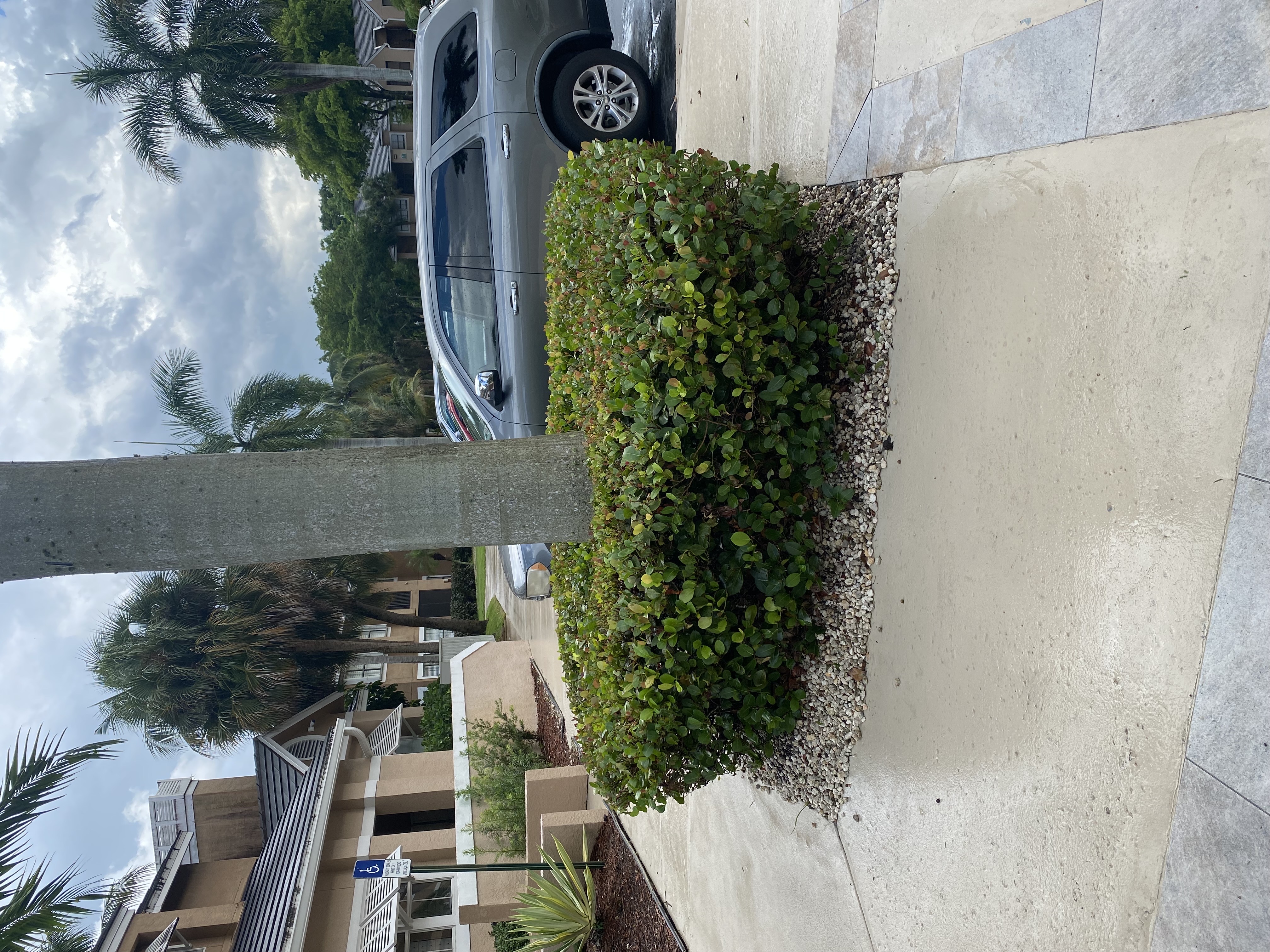 Image of EverLux Landscaping in Fort Lauderdale