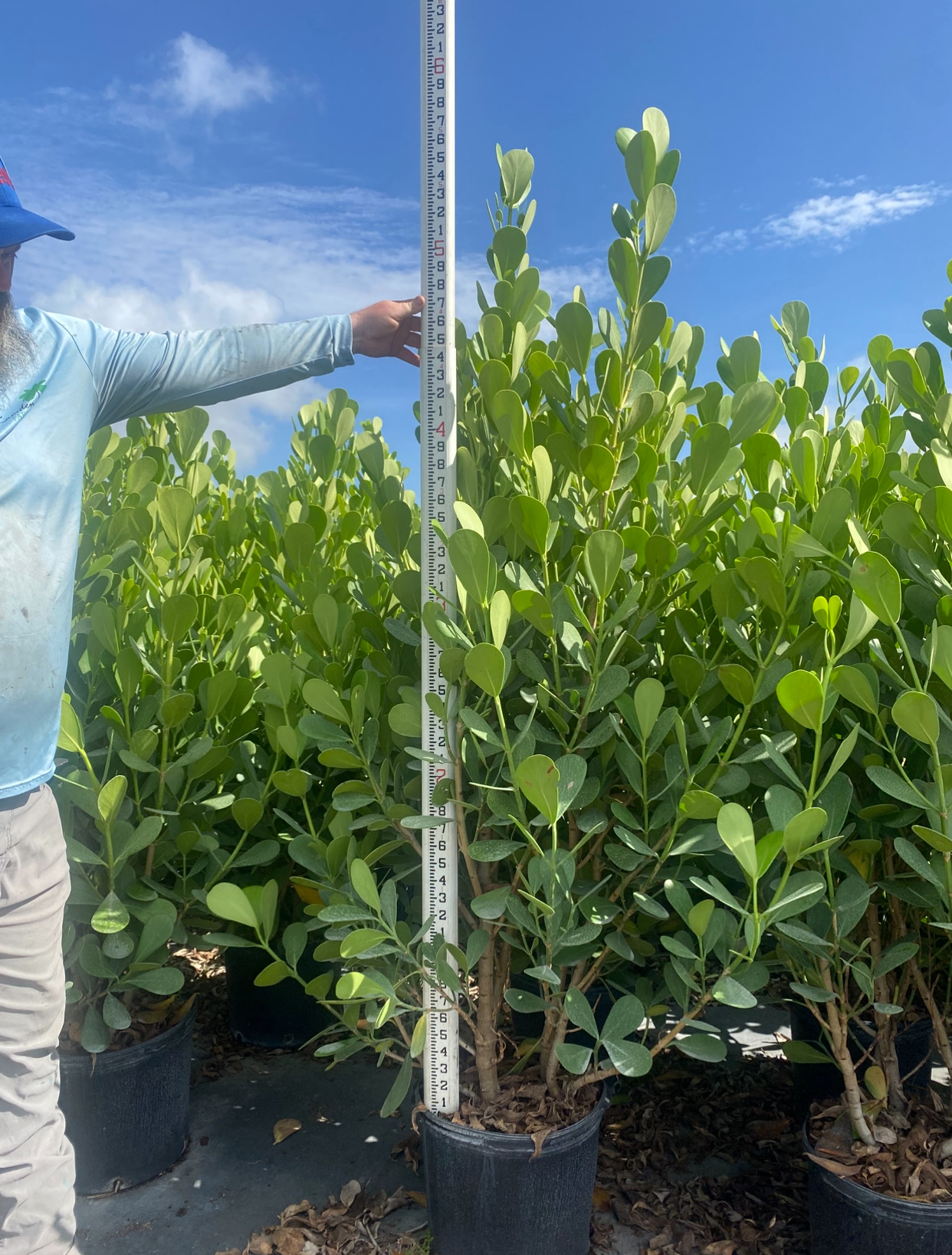 Image of Clusias 5 ft in Cape Coral