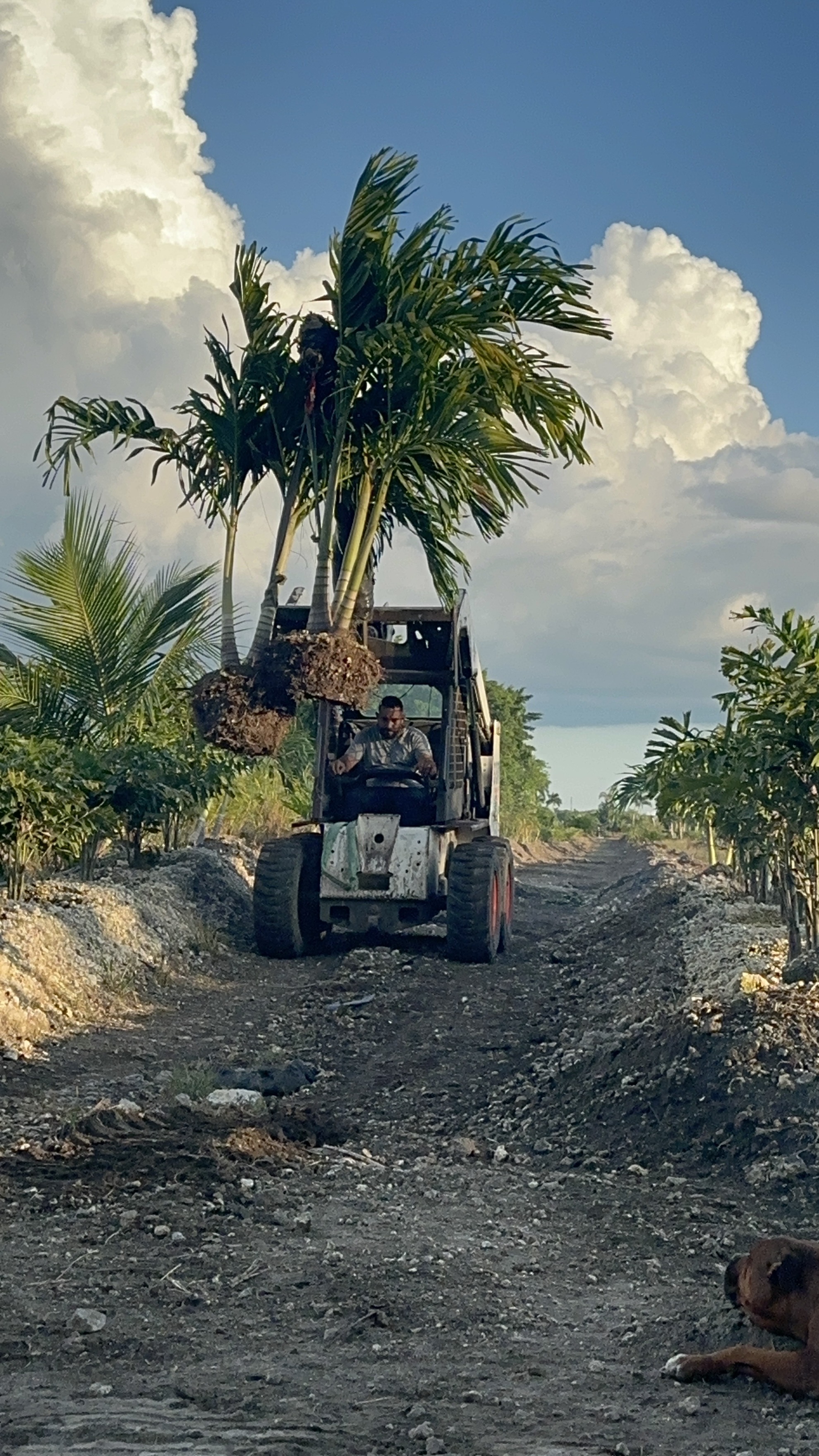 Image of Palm Trees For Sale Instalación y Delivery  in Homestead 