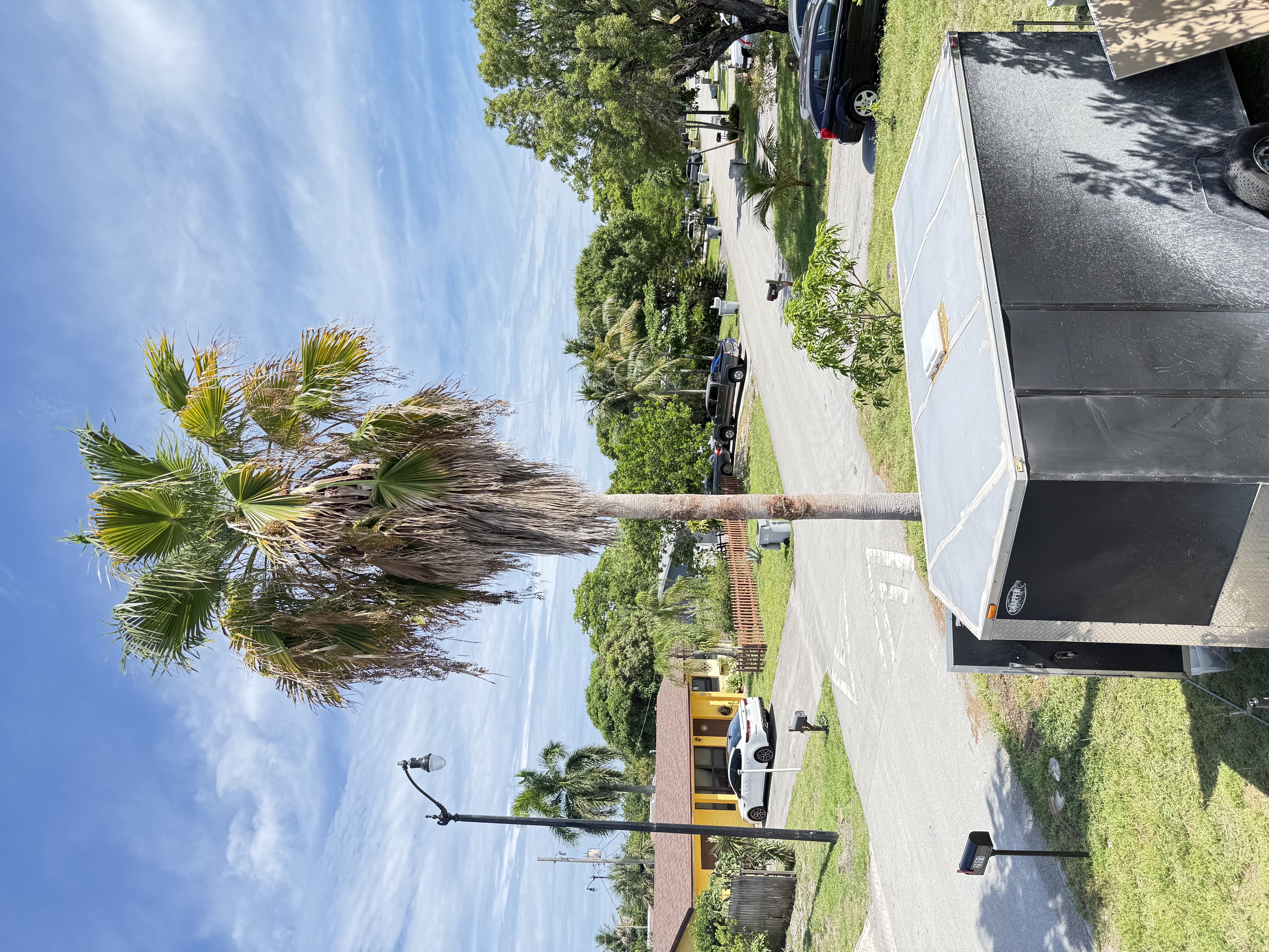 Image of Aguilars tree in west Palm Beach 