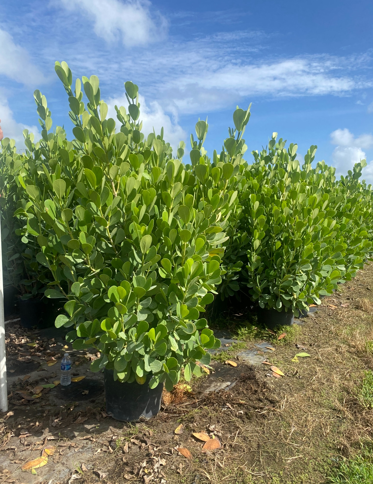 Image of Clusias 5 ft in Cape Coral