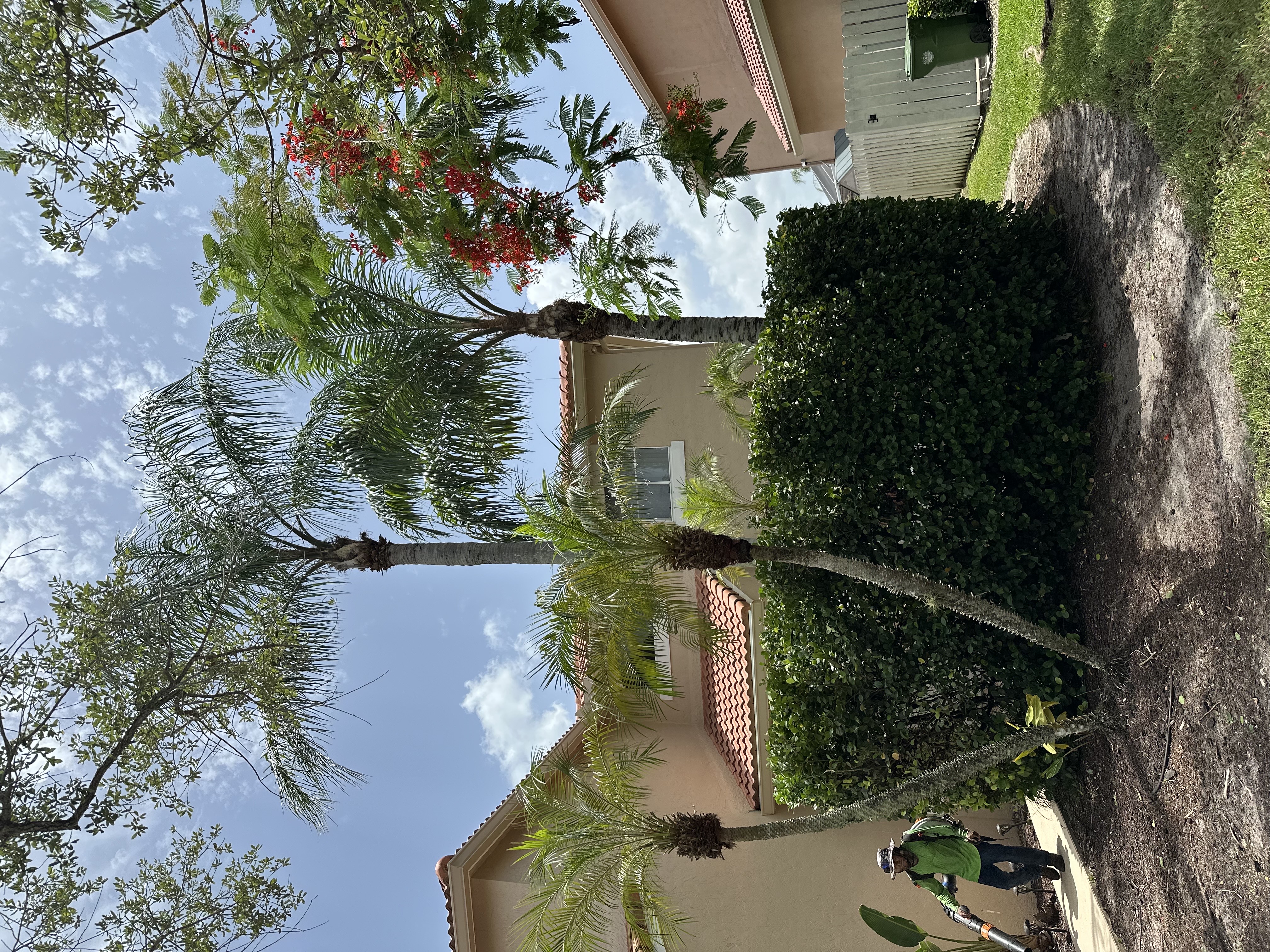 Image of Tree Services in Miami 