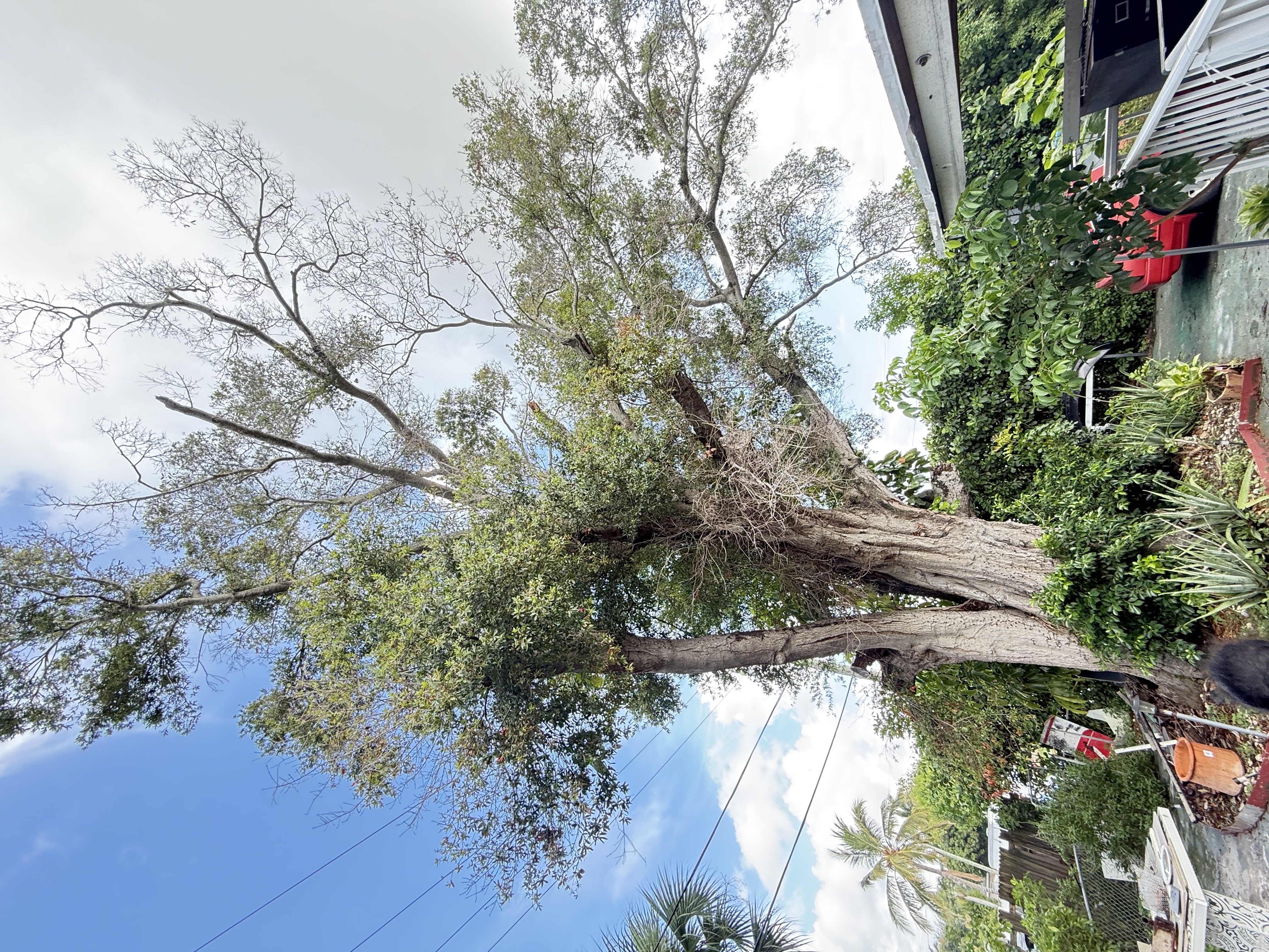 Image of Aguilars tree in west Palm Beach 