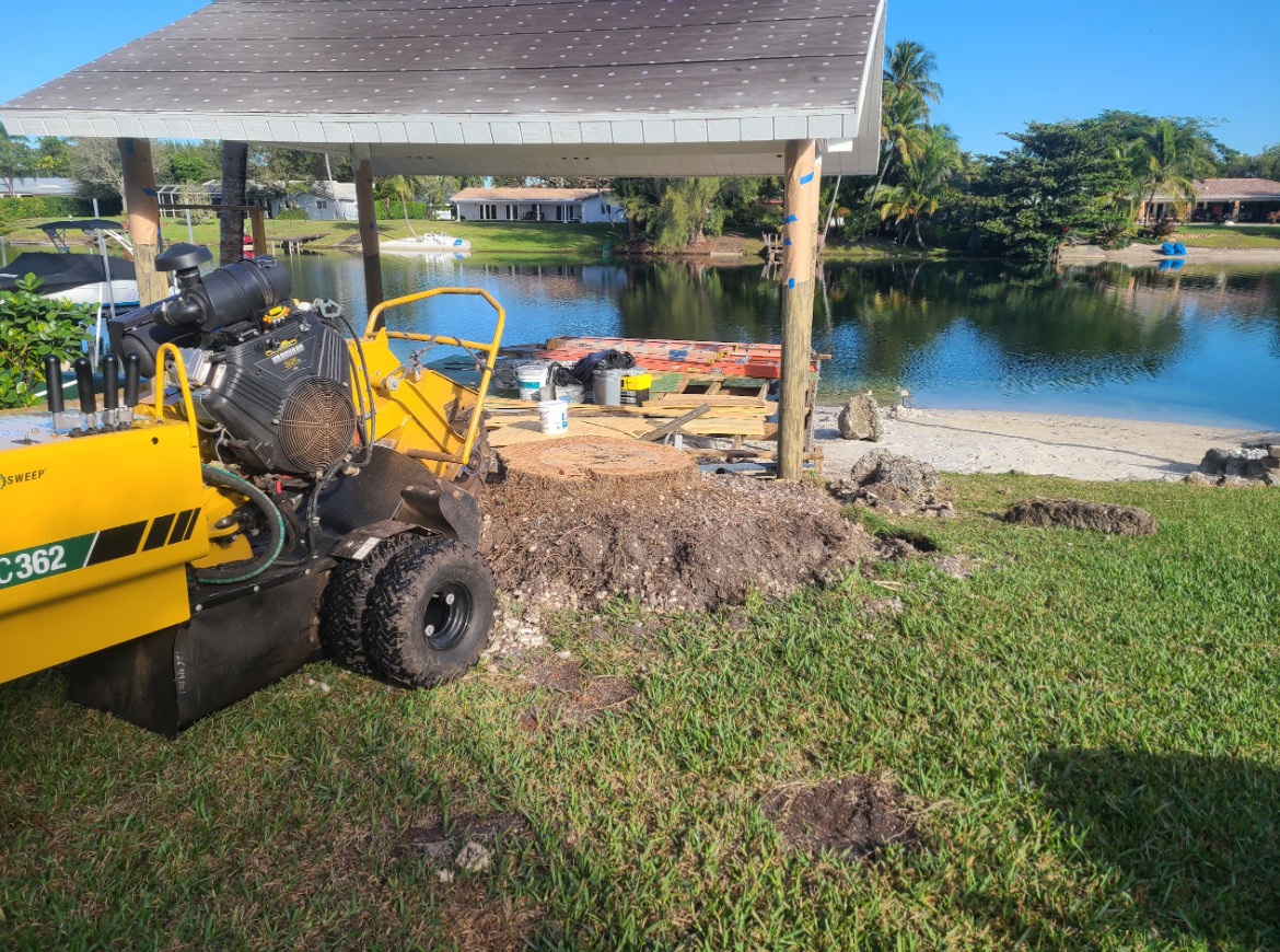 Image of TREE SERVICE 🌳 in Miami