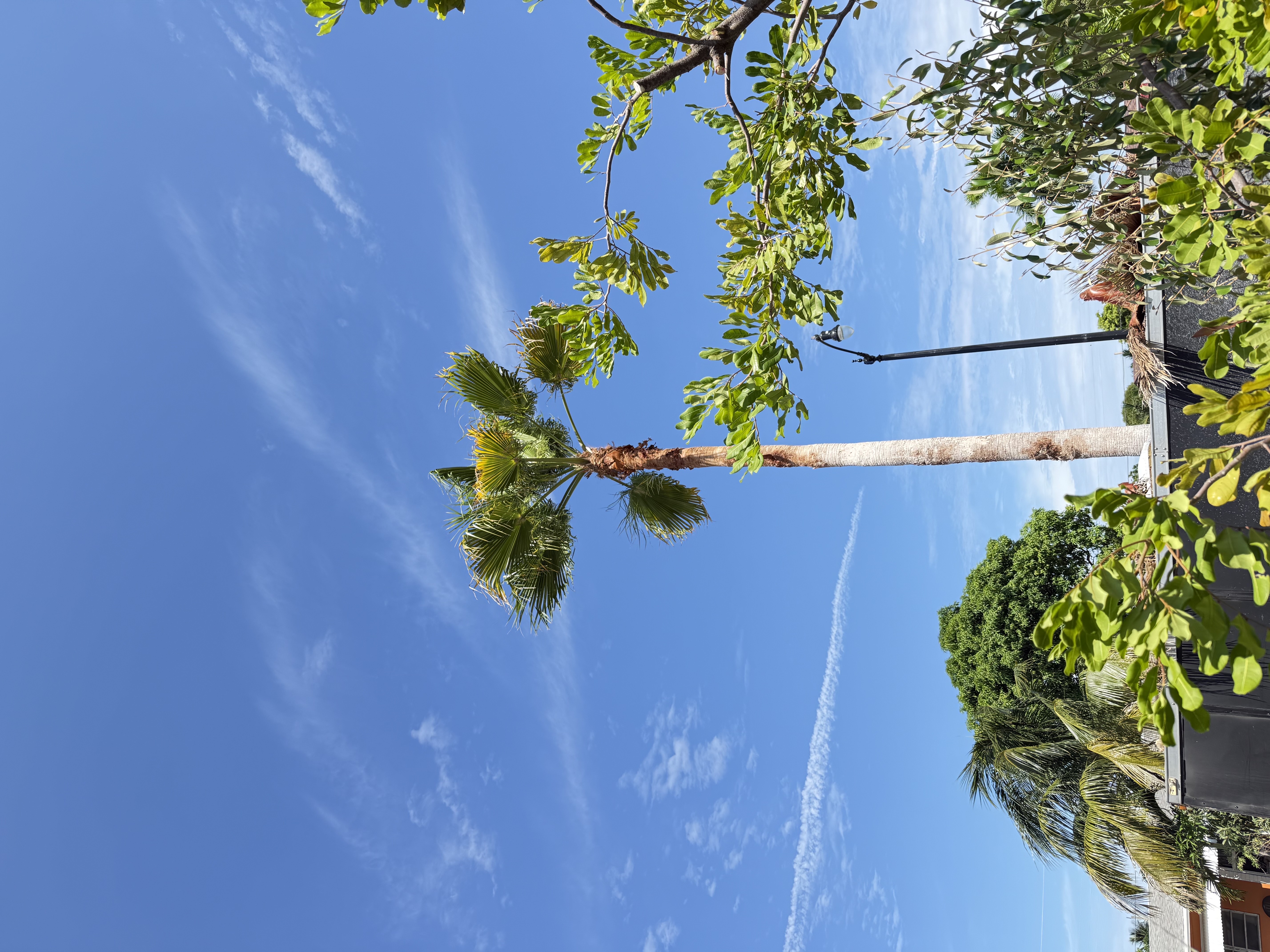 Image of Aguilars tree in west Palm Beach 