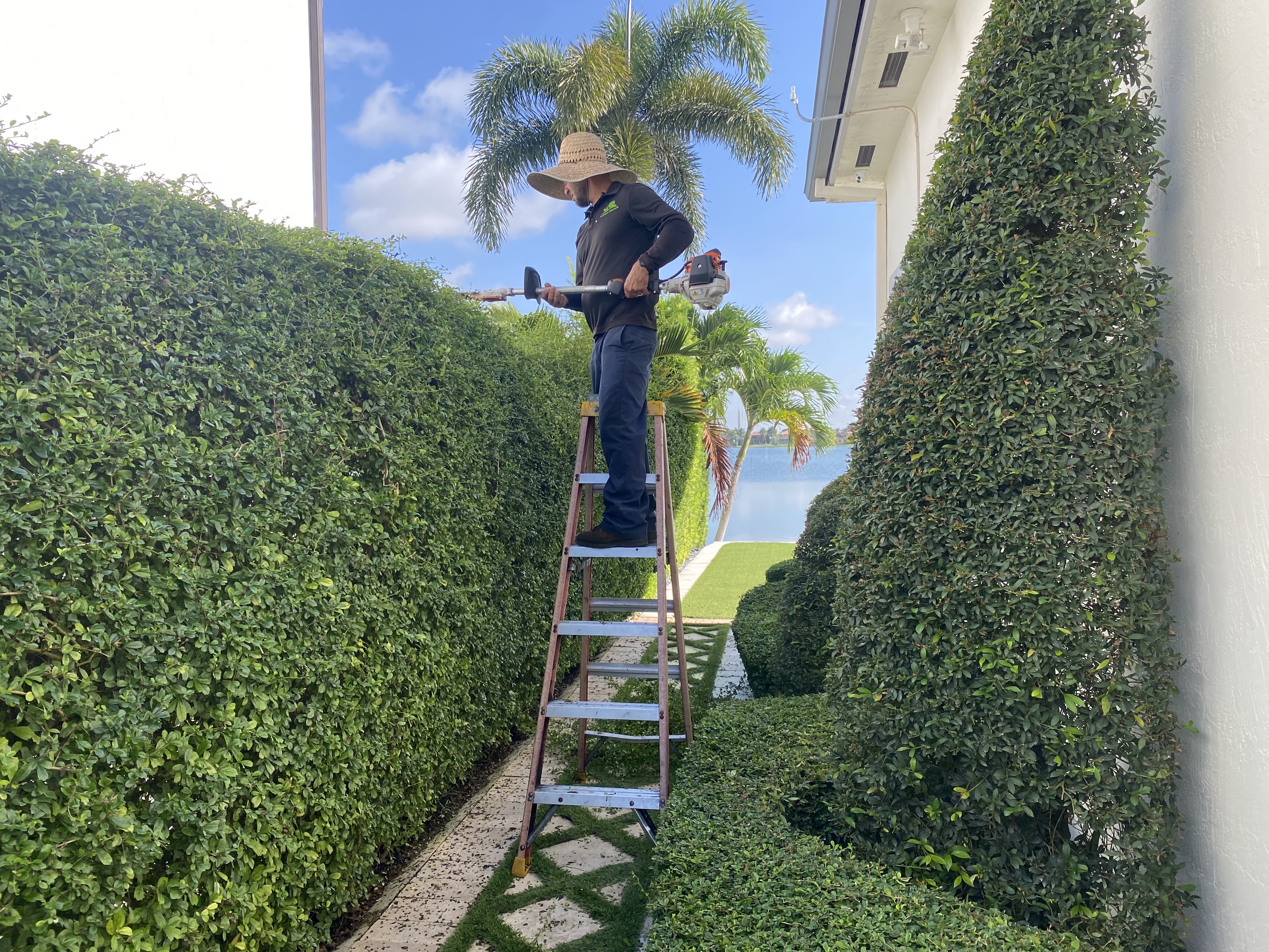 Image of trimming in Miami