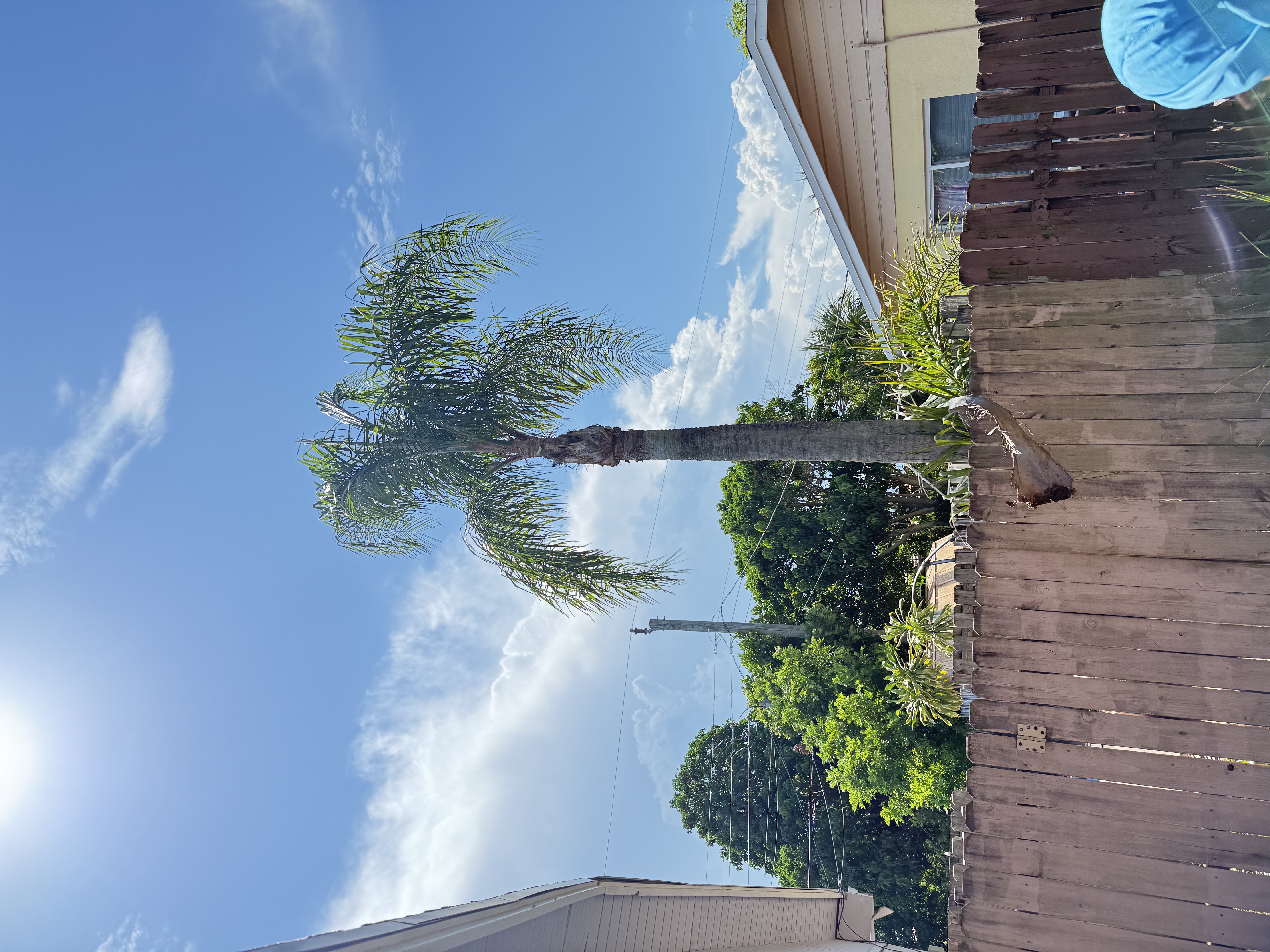 Image of Aguilars tree in west Palm Beach 